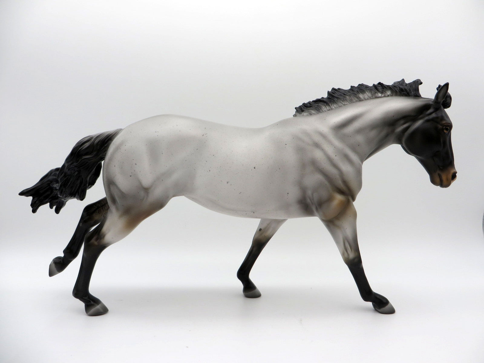 Blue Thunder-LE-? Blue Roan Running Stock Photo Show Special EQ 21