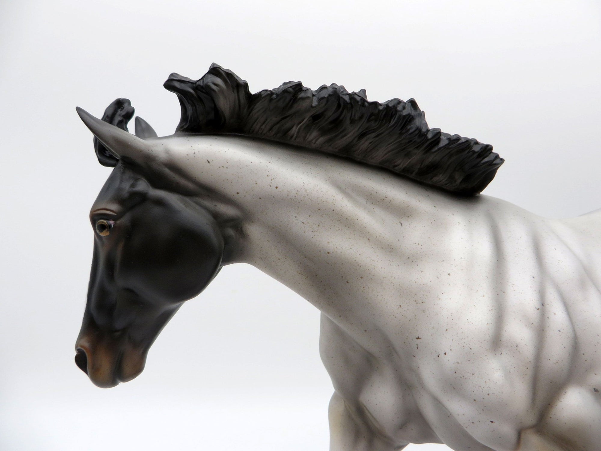 Blue Thunder-LE-? Blue Roan Running Stock Photo Show Special EQ 21