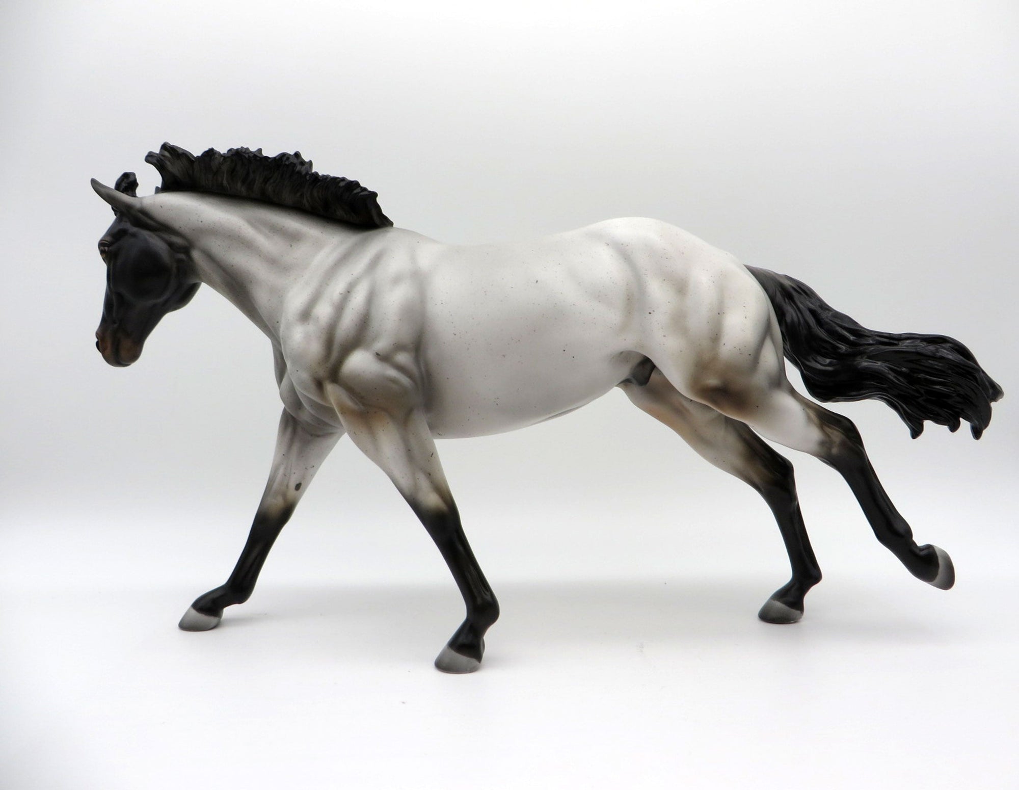 Blue Thunder-LE-? Blue Roan Running Stock Photo Show Special EQ 21