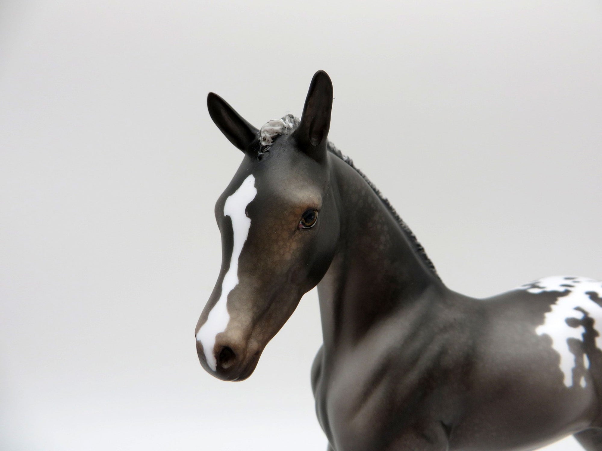 Bram-OOAK Black Appaloosa Foal Painted by Julie EQ 21