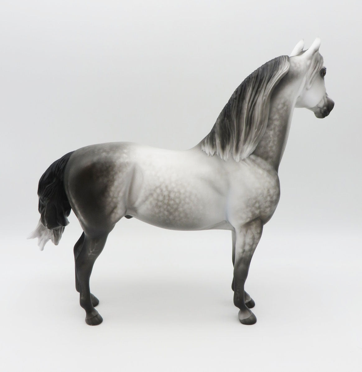 COME WITH ME - OOAK - DAPPLE GREY MORGAN PAINTED BY SHERYL LEISURE - BEST OFFERS - 10/21/22.