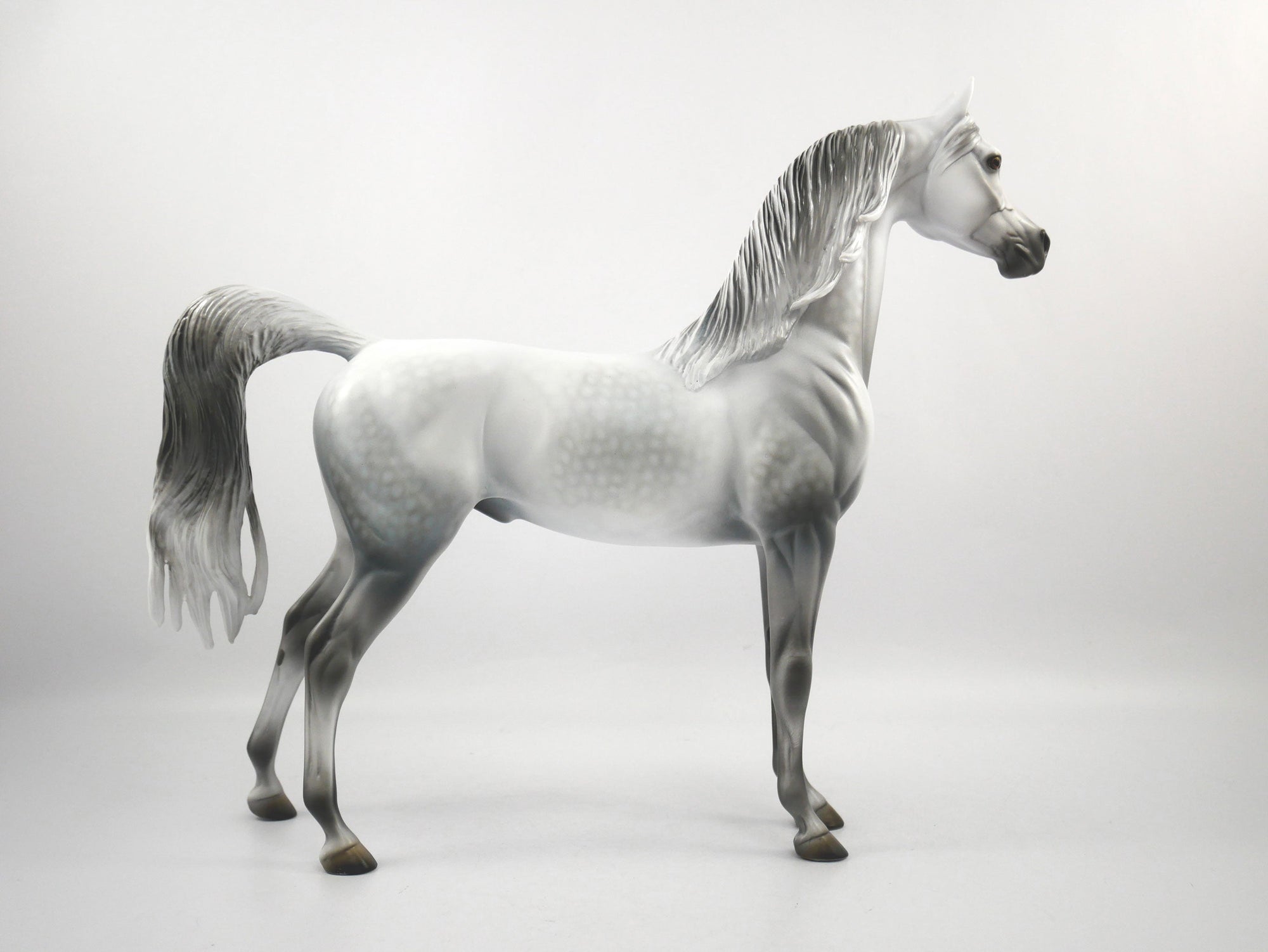 Candence-LE-15 Light Dapple Grey Arabian SB21