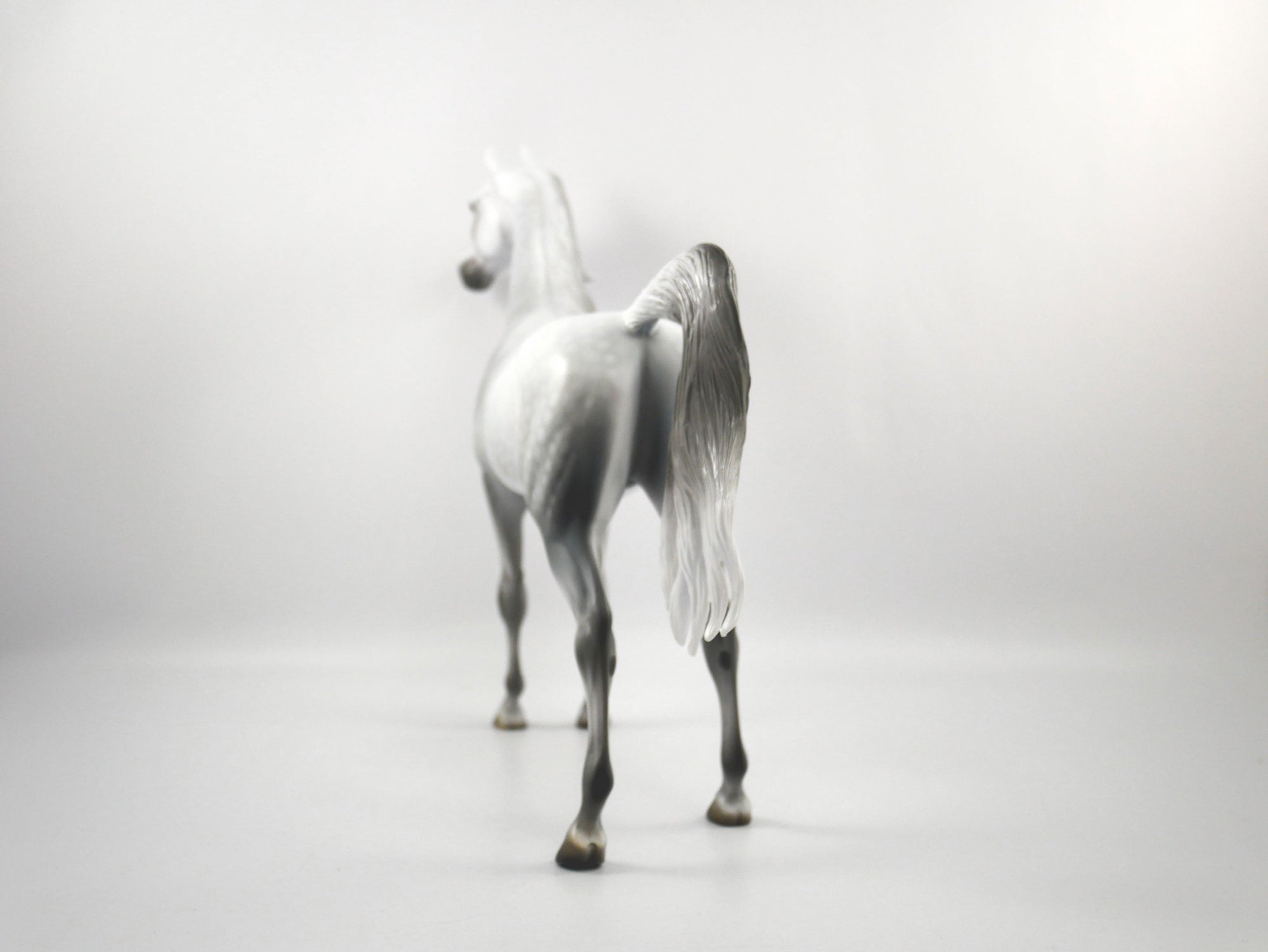 Cadence-LE-15 Dapple Grey Arabian SB 21