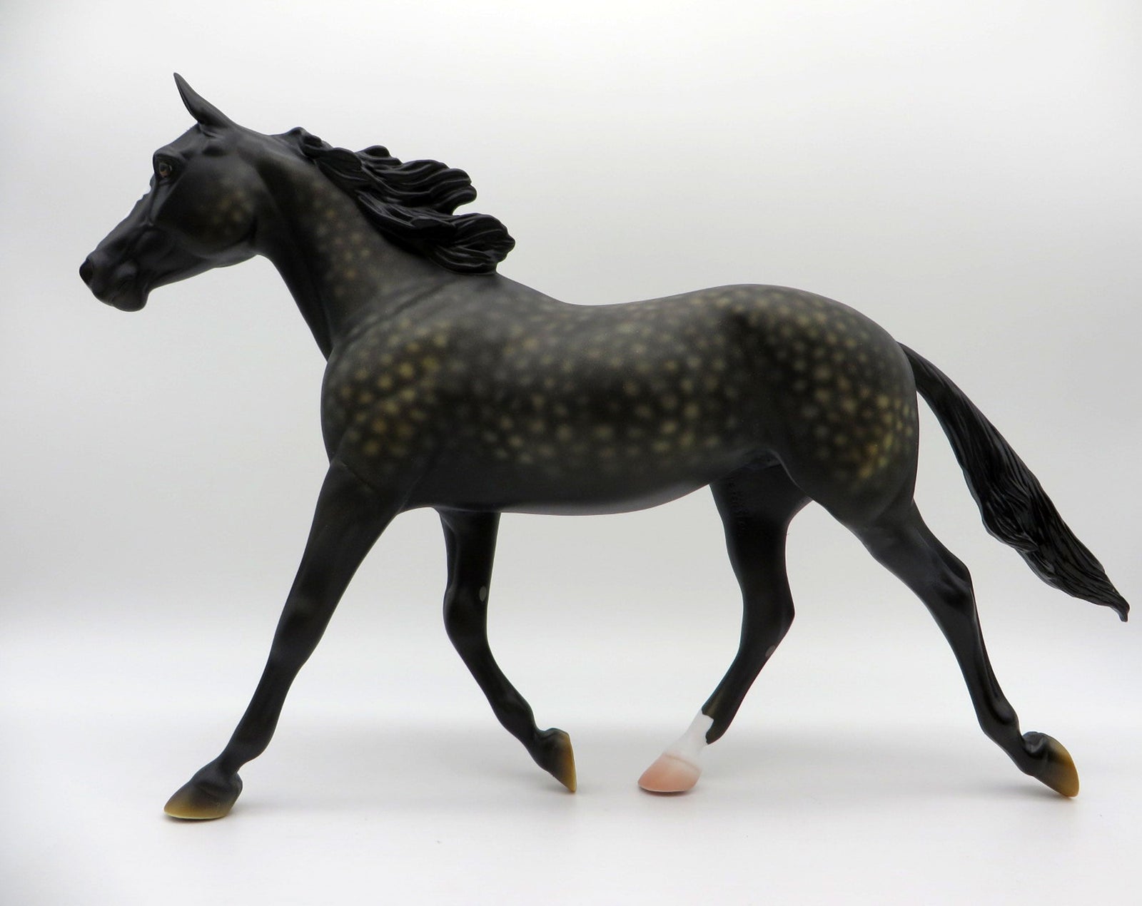 Campfire Songs-OOAK Dapple Black Palouse Painted By Ellen Robbins 6/11/21