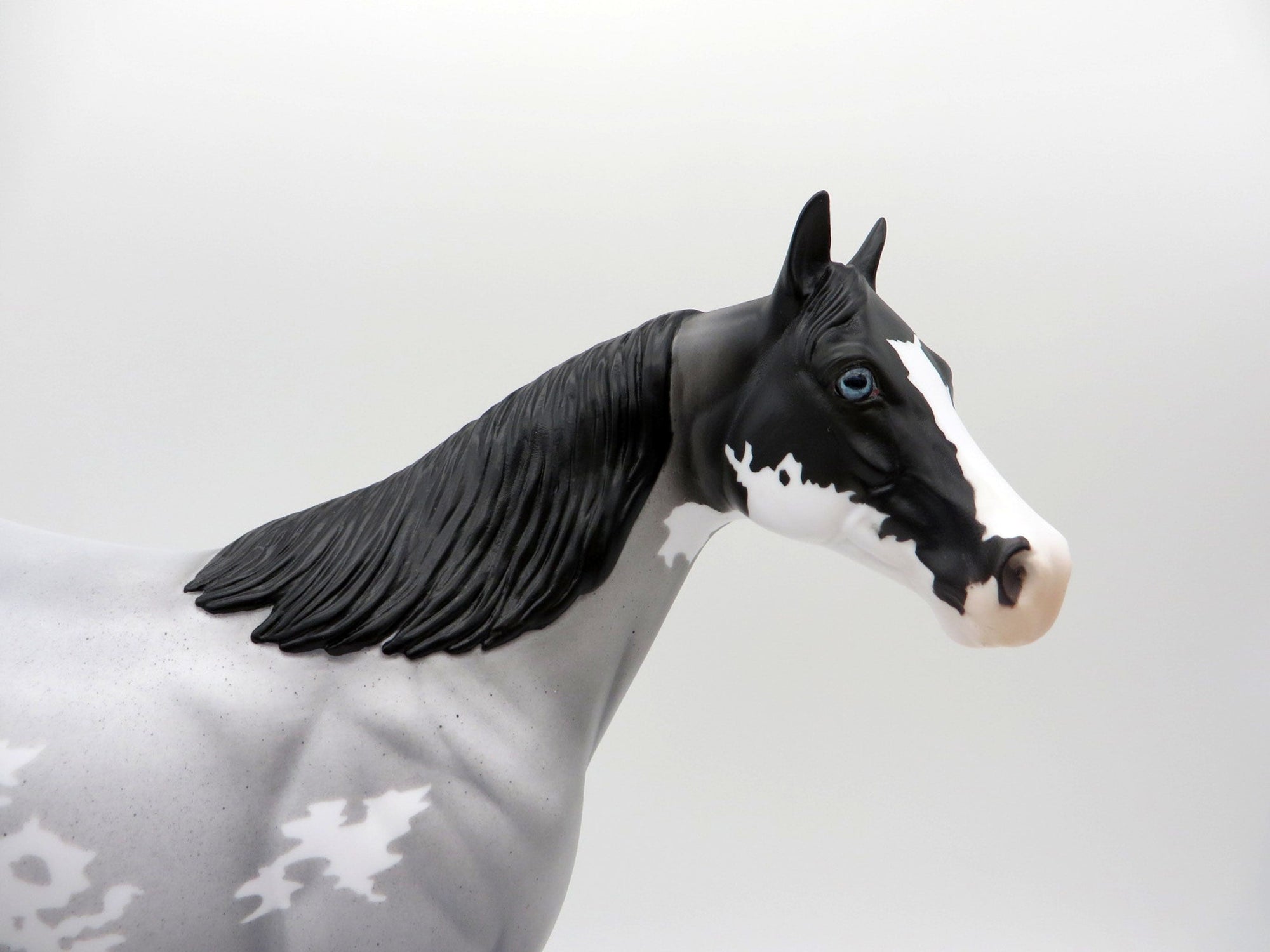 Caridad-OOAK Blue Roan ISH SHCF 2021