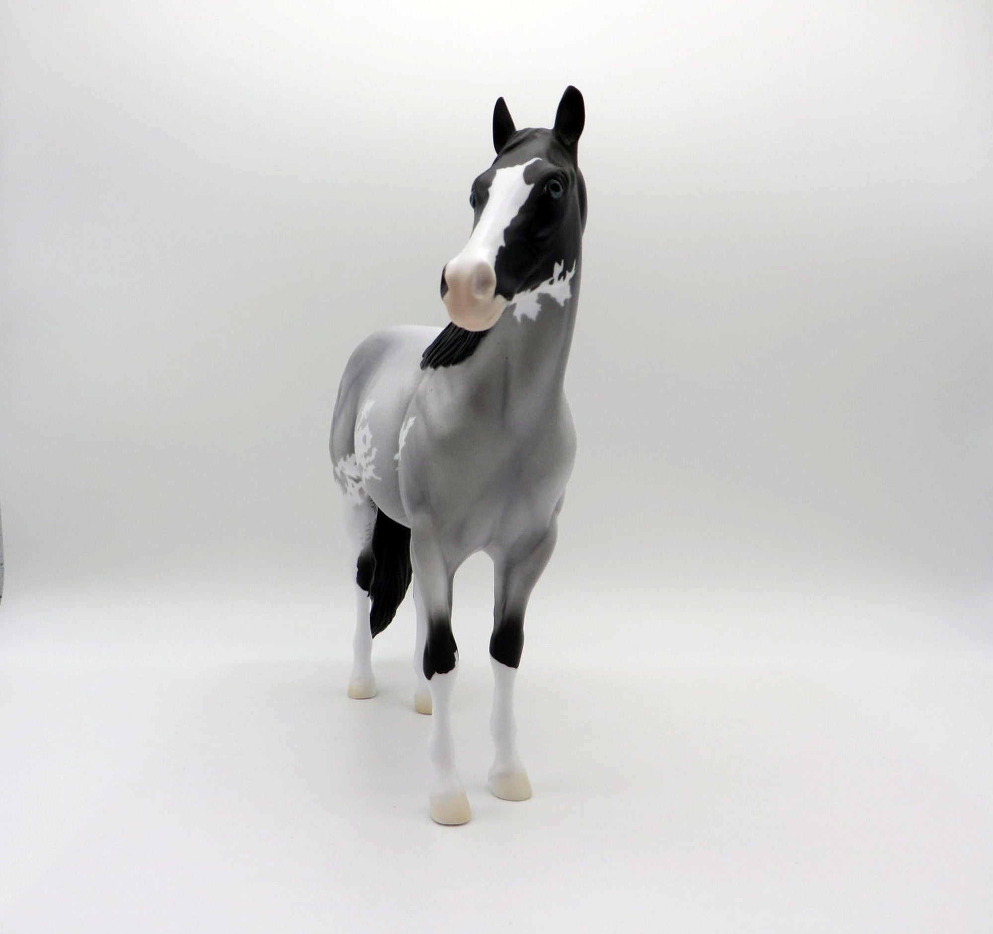 Caridad-OOAK Blue Roan ISH SHCF 2021