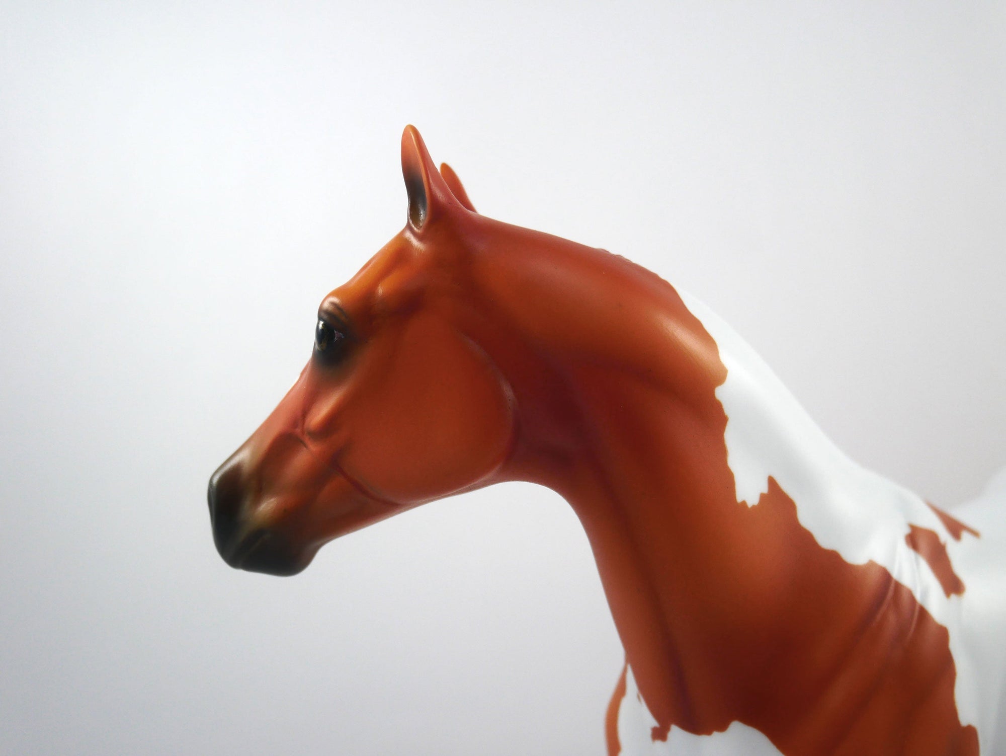 Catch The Pass-OOAK Chestnut Paint ISH  SB21