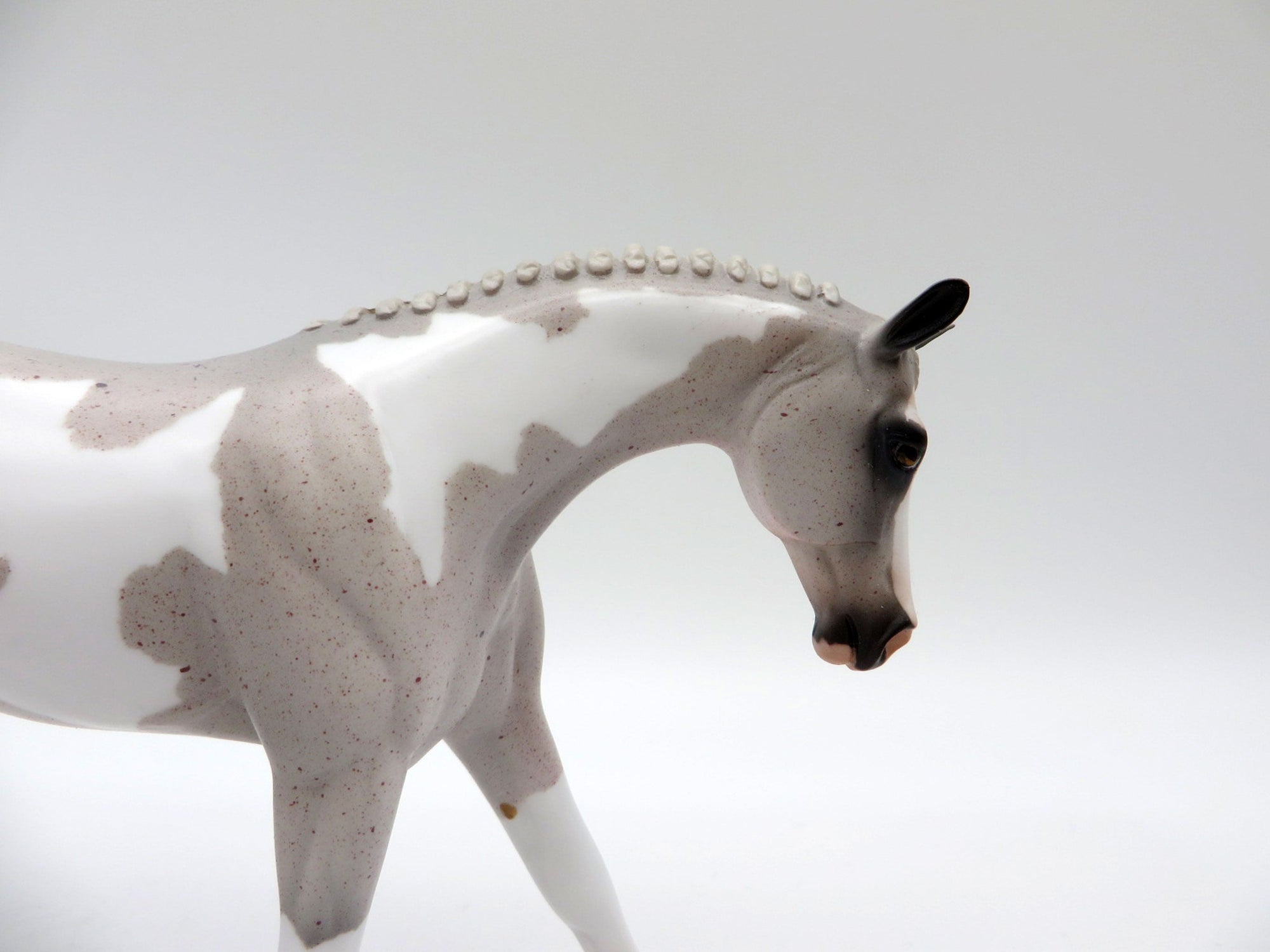 Caymus-OOAK Fleabit Roan Warmblood Pinto Pebbles 5/21/21