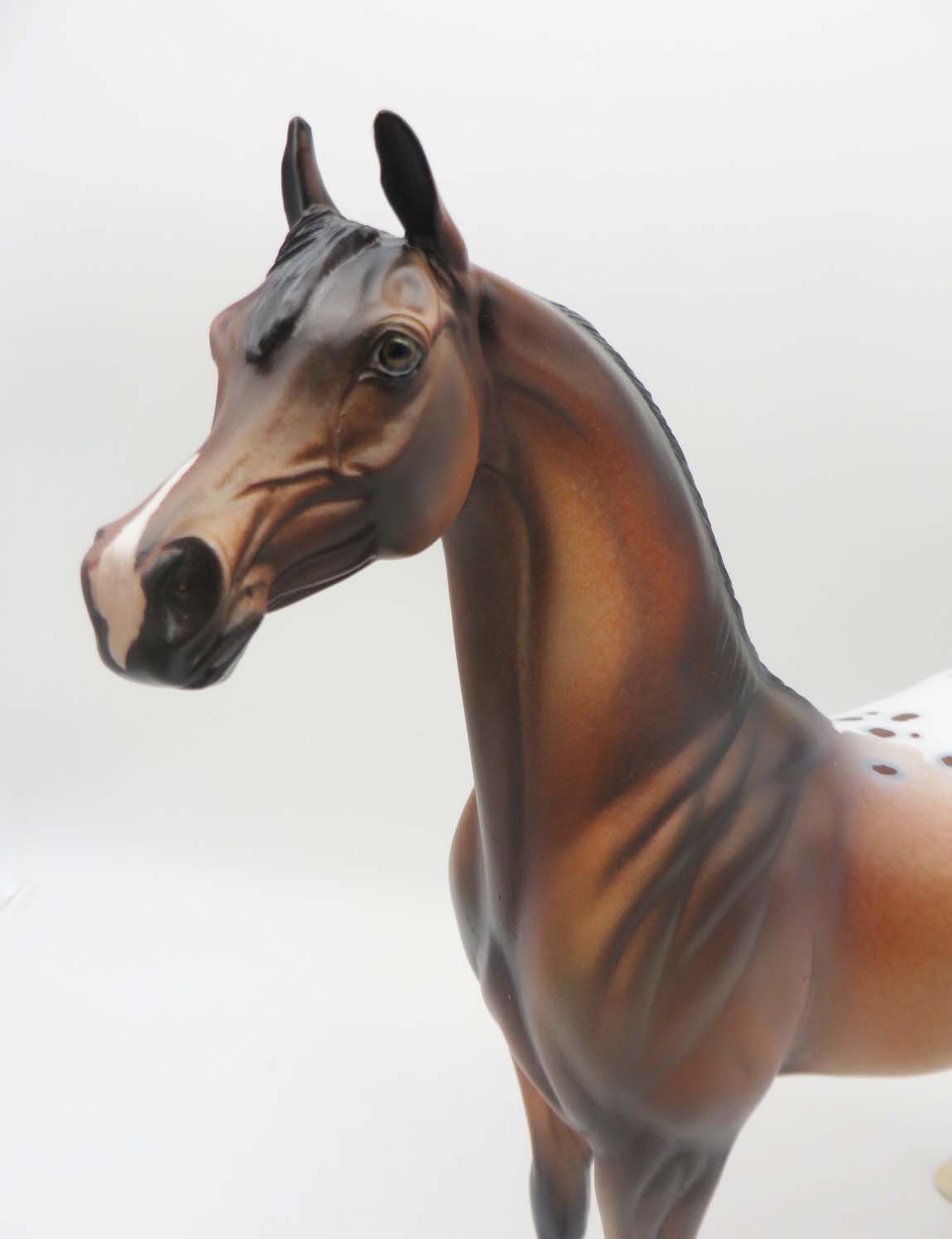 Cayuse OOAK Bay Appaloosa Arabian By Dawn Quick SHCF23