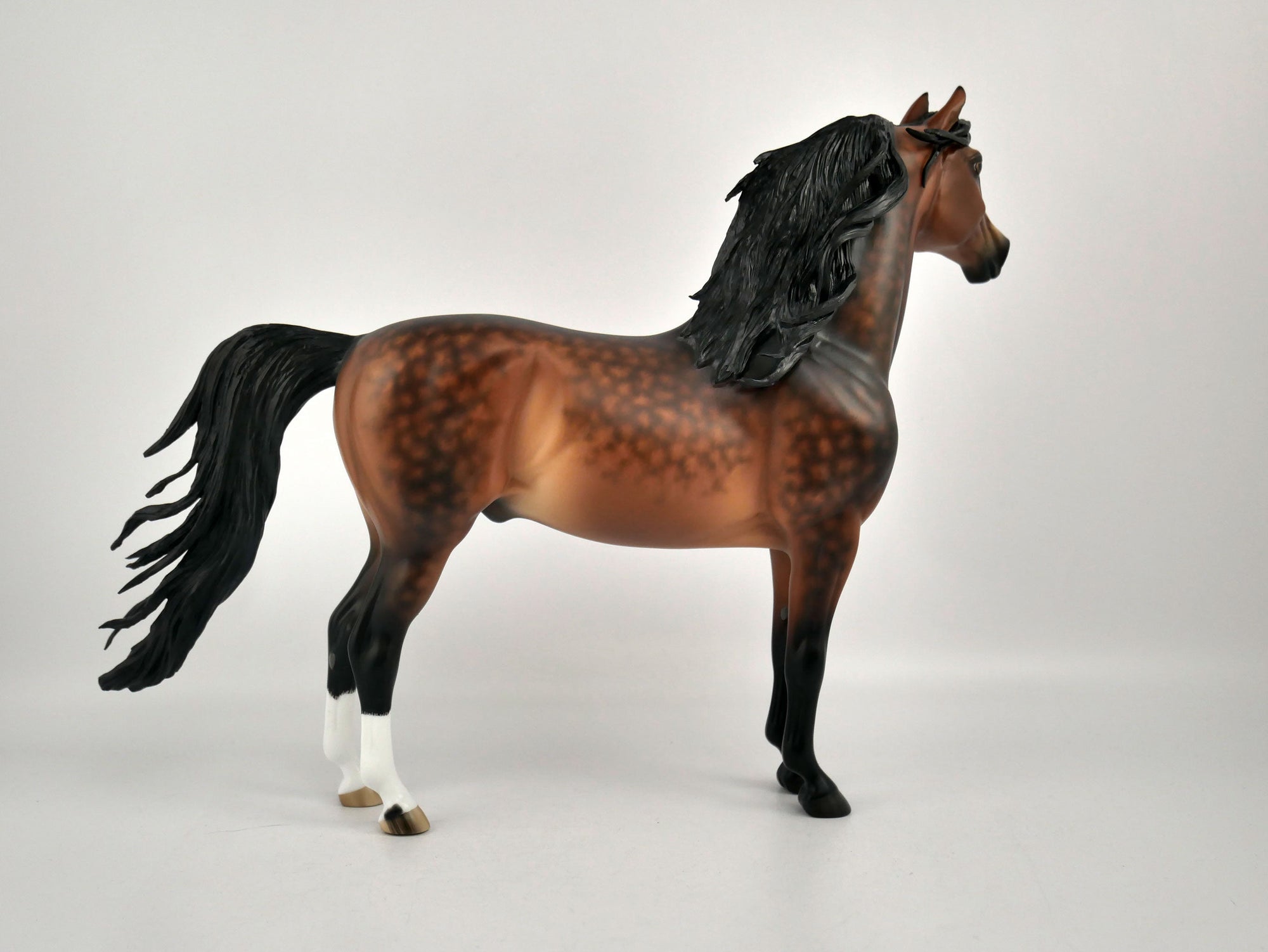 CEDRIC -OOAK DAPPLE BAY MORGAN BY SHERYL LIESURE 11/24/20