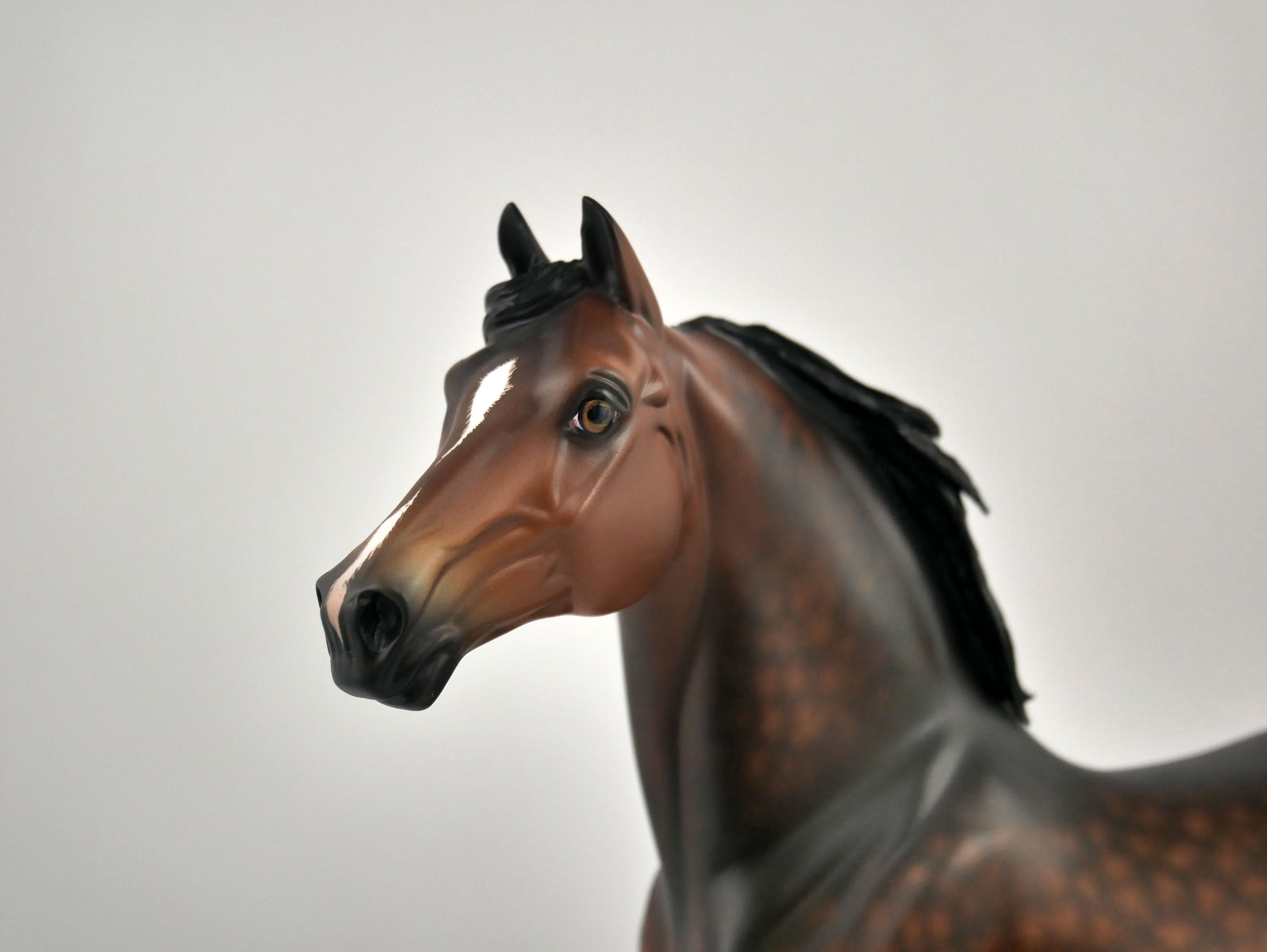 CEDRIC -OOAK DAPPLE BAY MORGAN BY SHERYL LIESURE 11/24/20