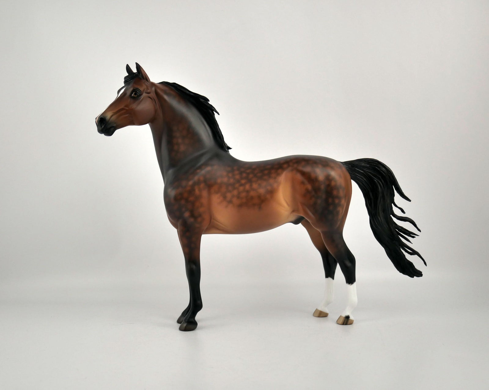 CEDRIC -OOAK DAPPLE BAY MORGAN BY SHERYL LIESURE 11/24/20