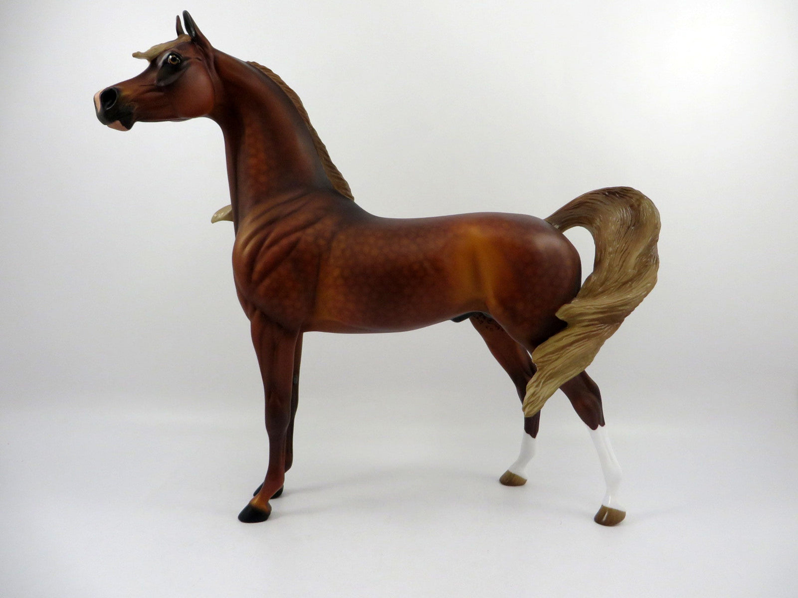 Champion-OOAK Dapple Chestnut Arabian  3/21