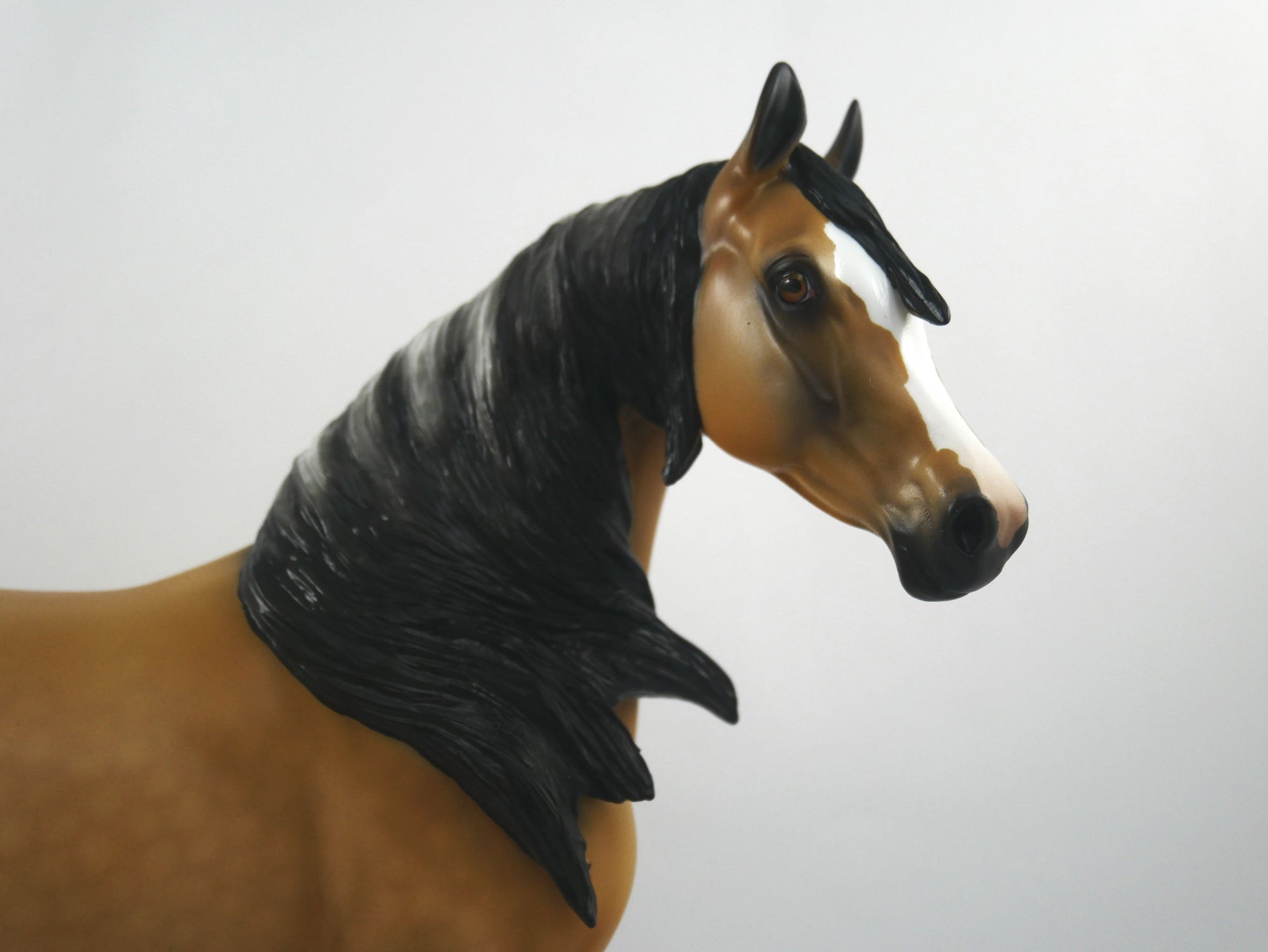 Cheerleader-LE-15 Buckskin Arabian Mare SB21