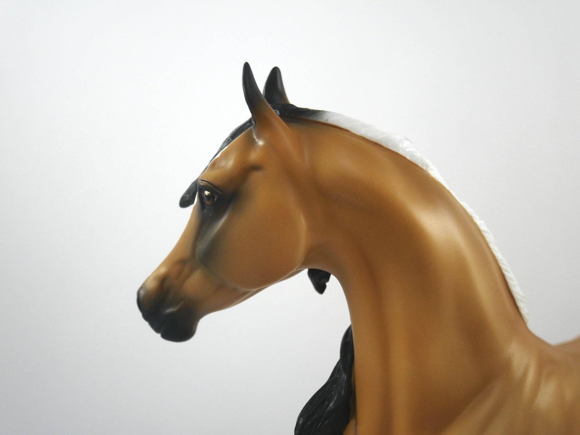 Cheerleader-LE-15 Buckskin Arabian Mare SB21