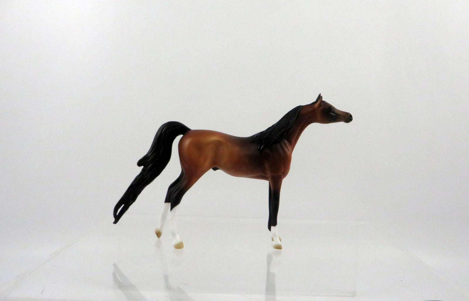 Clover-LE-10 Bay Arabian Chip 2/24/21