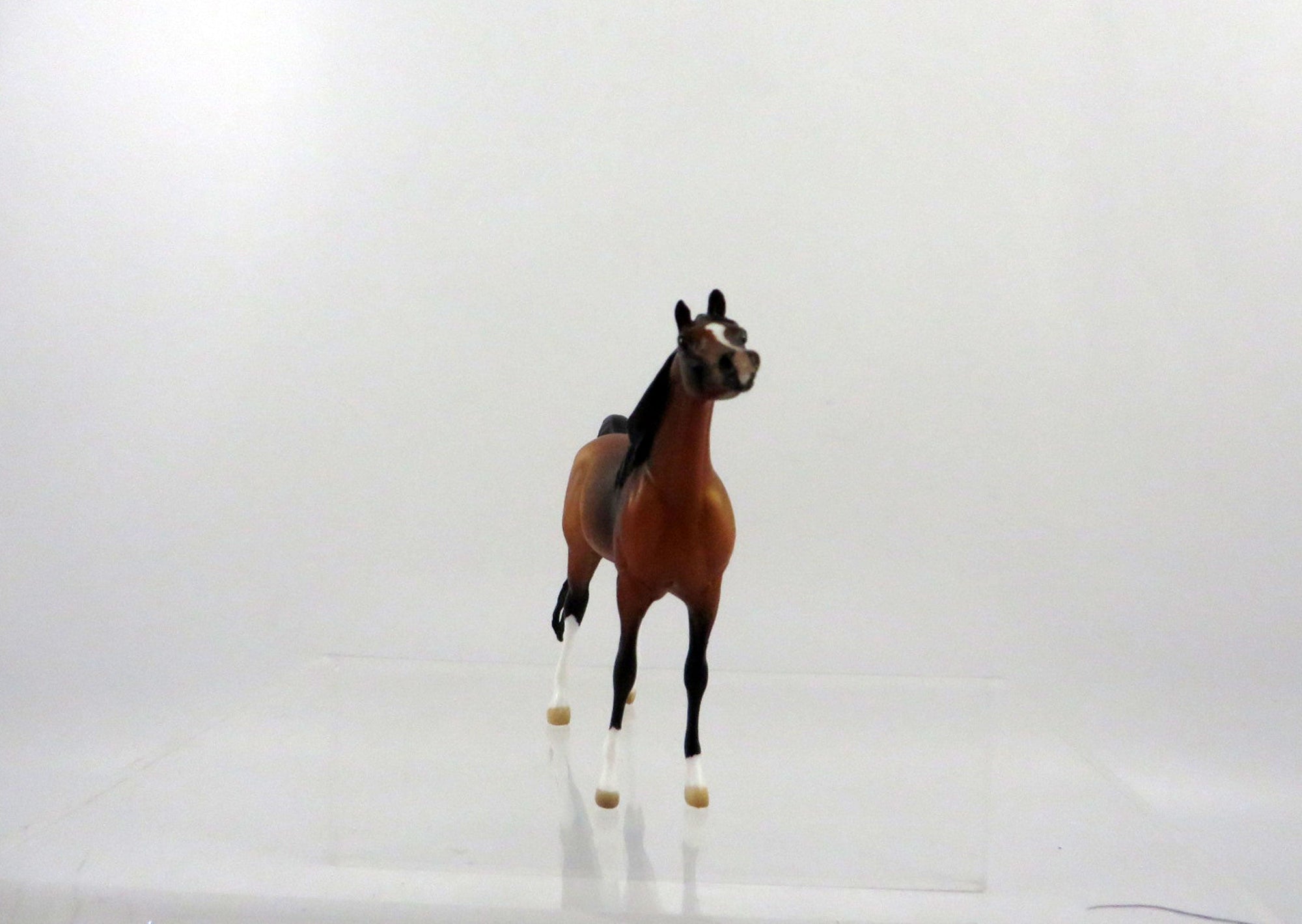 Clover-LE-10 Bay Arabian Chip 2/24/21