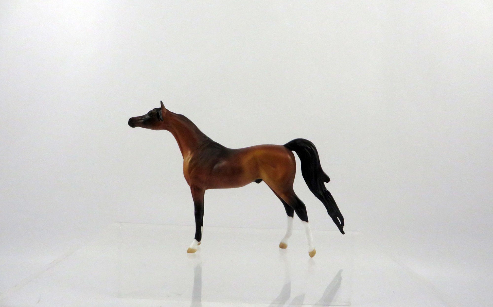 Clover-LE-10 Bay Arabian Chip 2/24/21