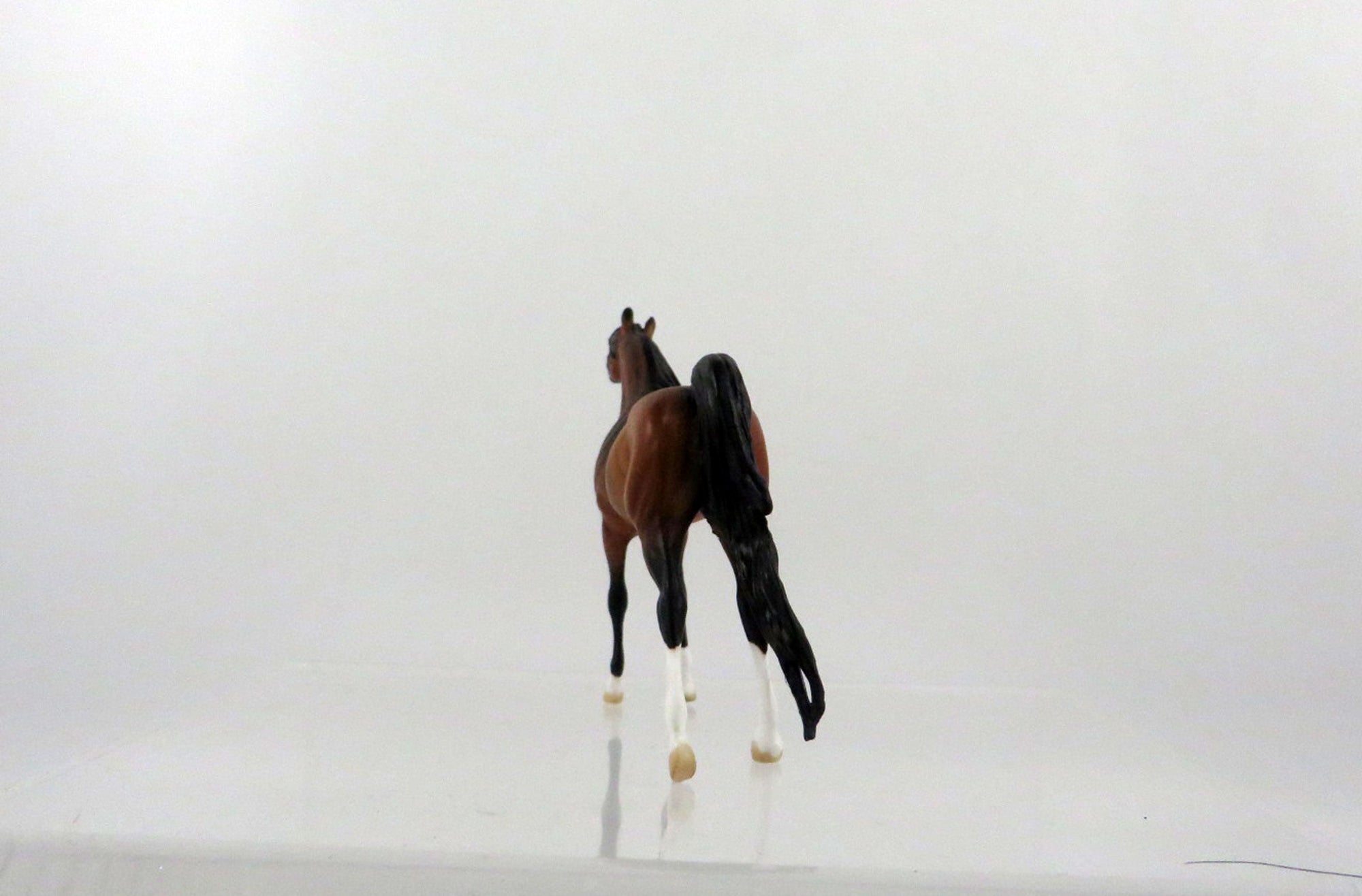 Clover-LE-10 Bay Arabian Chip 2/24/21