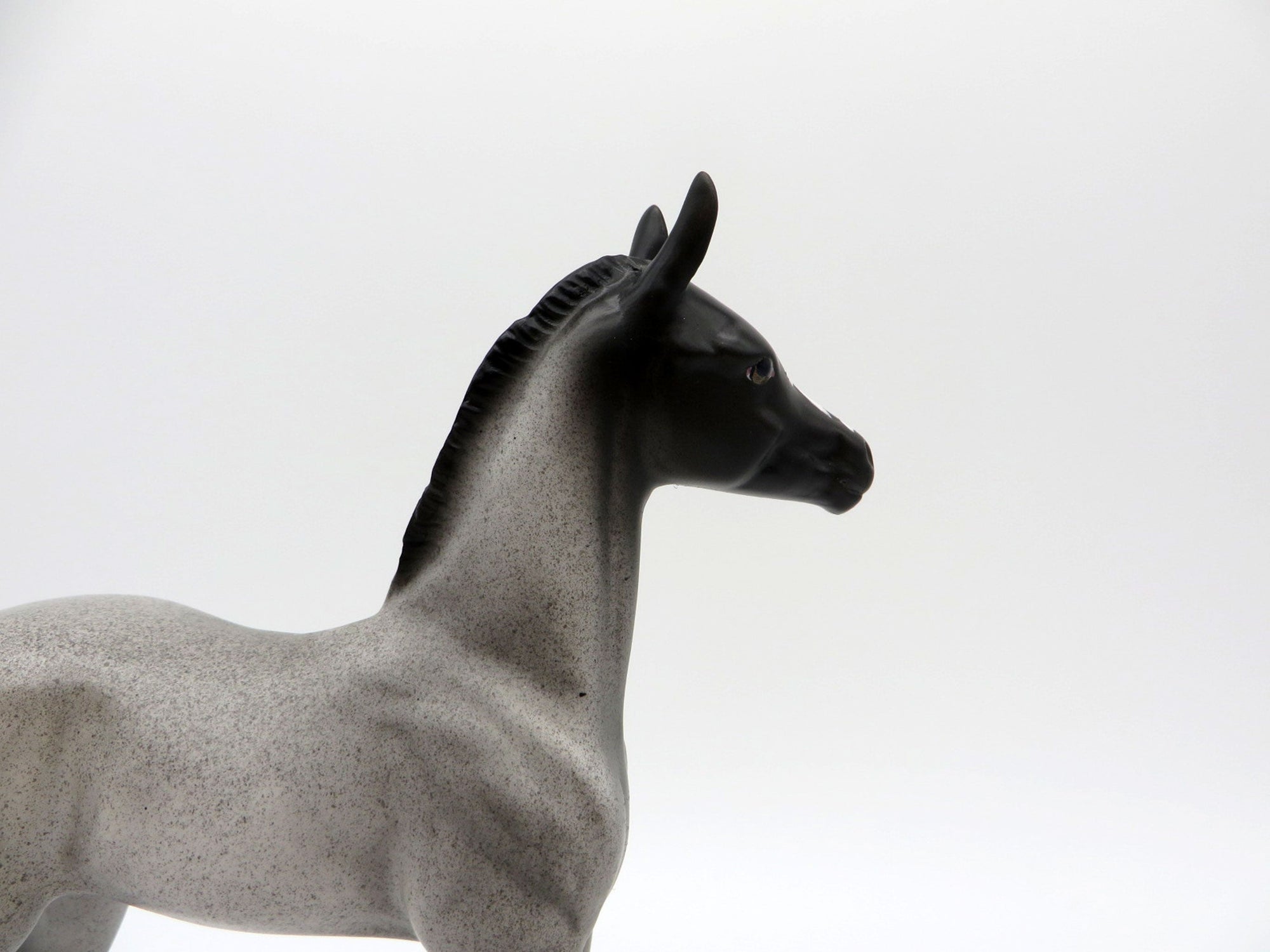 Constitution | Blue Roan Arab Foal by Dawn Quick | 7/1/21