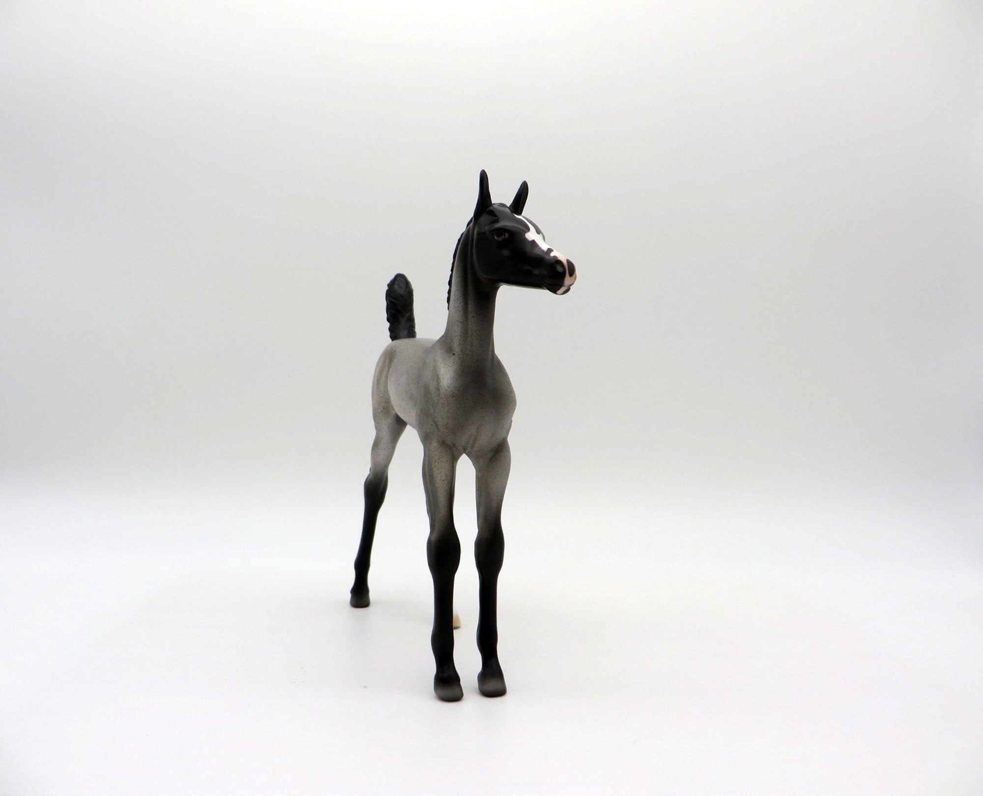 Constitution | Blue Roan Arab Foal by Dawn Quick | 7/1/21