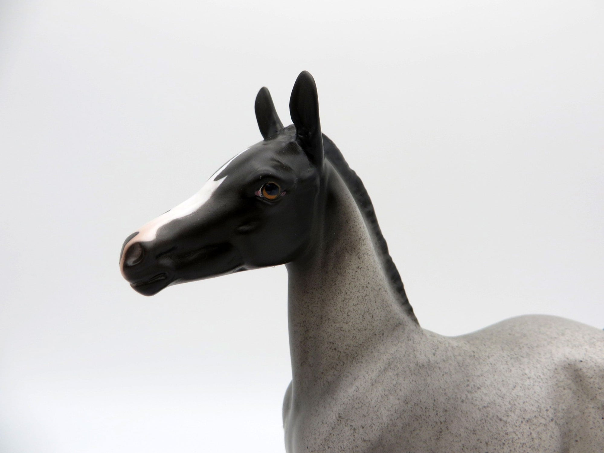 Constitution | Blue Roan Arab Foal by Dawn Quick | 7/1/21