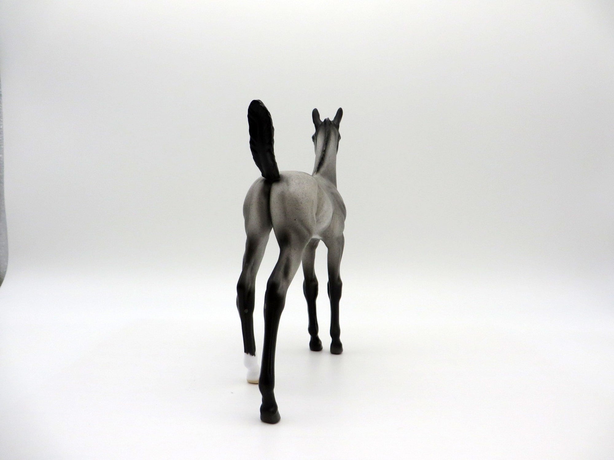 Constitution | Blue Roan Arab Foal by Dawn Quick | 7/1/21