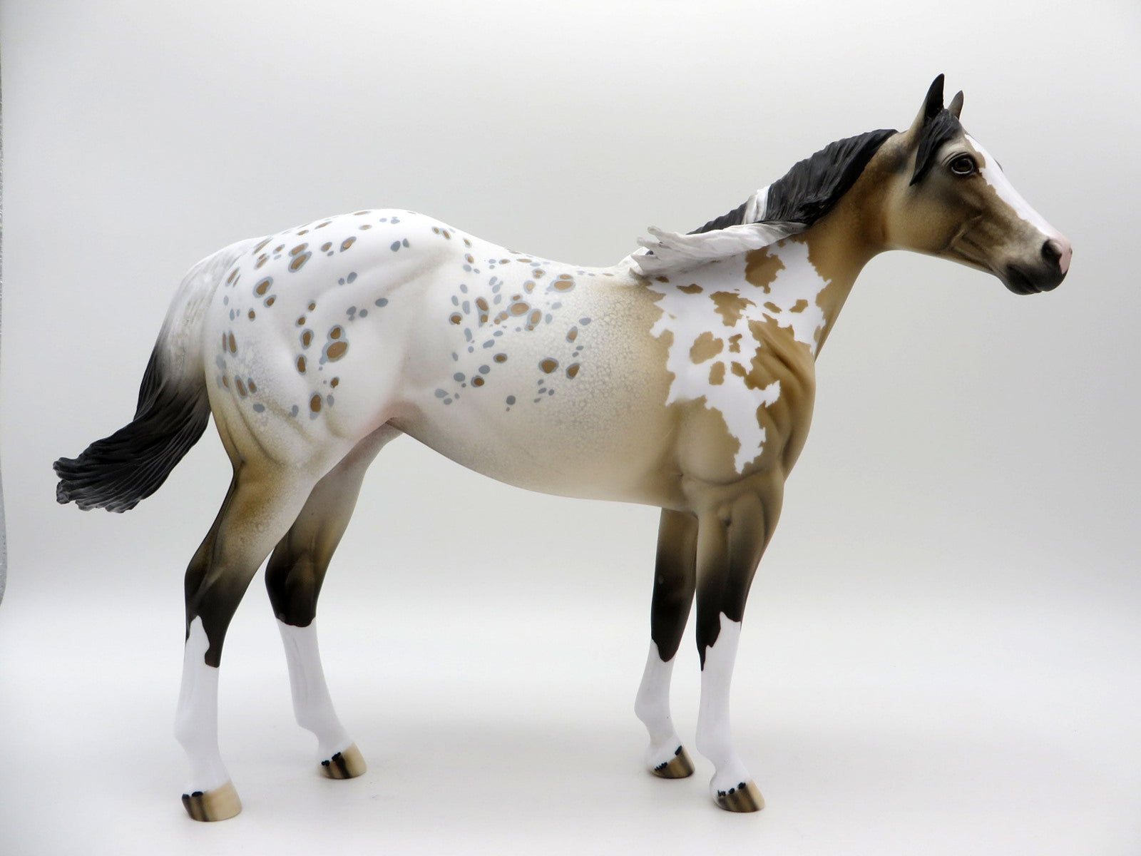 Cool Breeze-ISH Buckskin Appaloosa ISH SHCF 2021