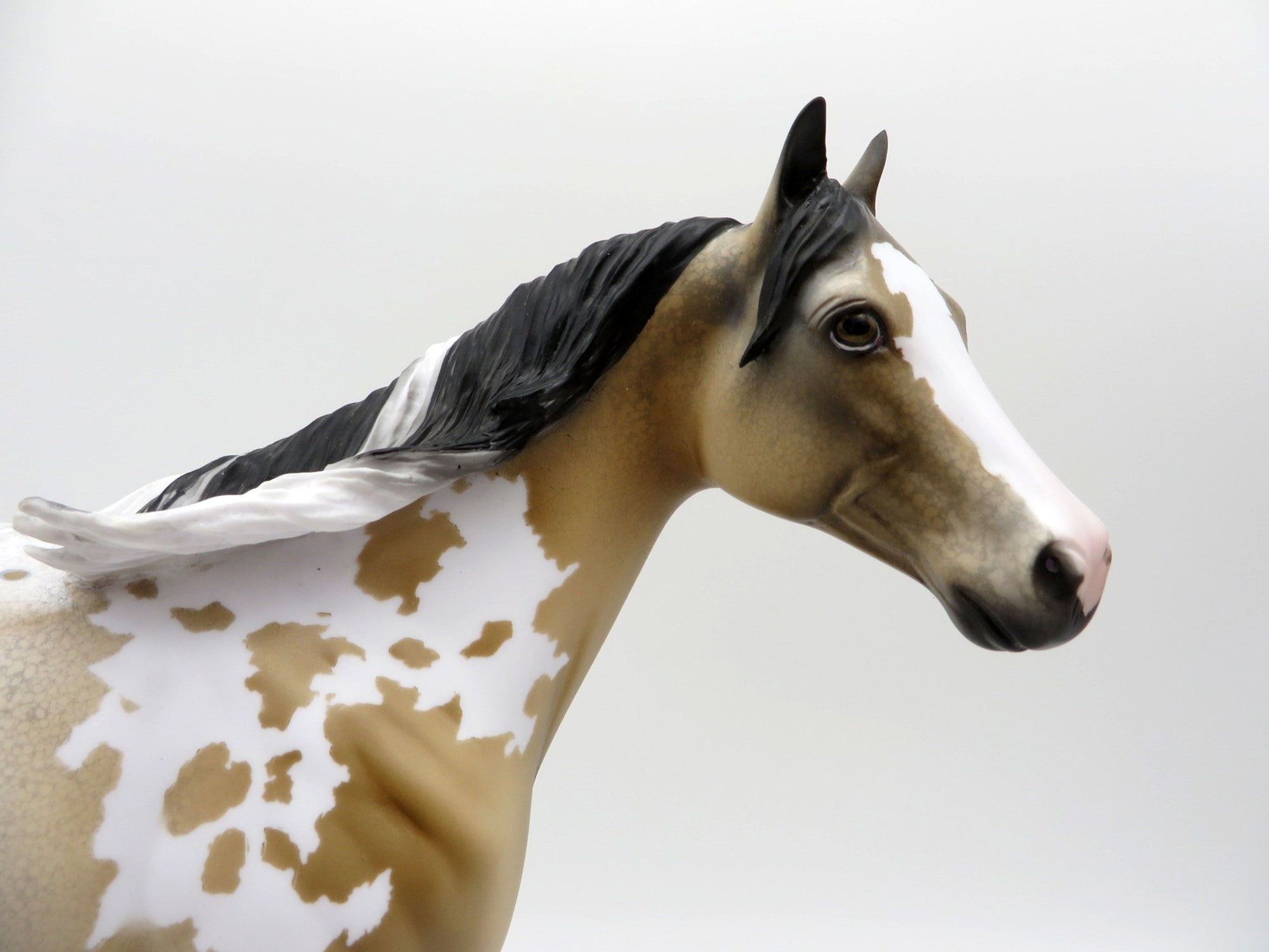 Cool Breeze-ISH Buckskin Appaloosa ISH SHCF 2021