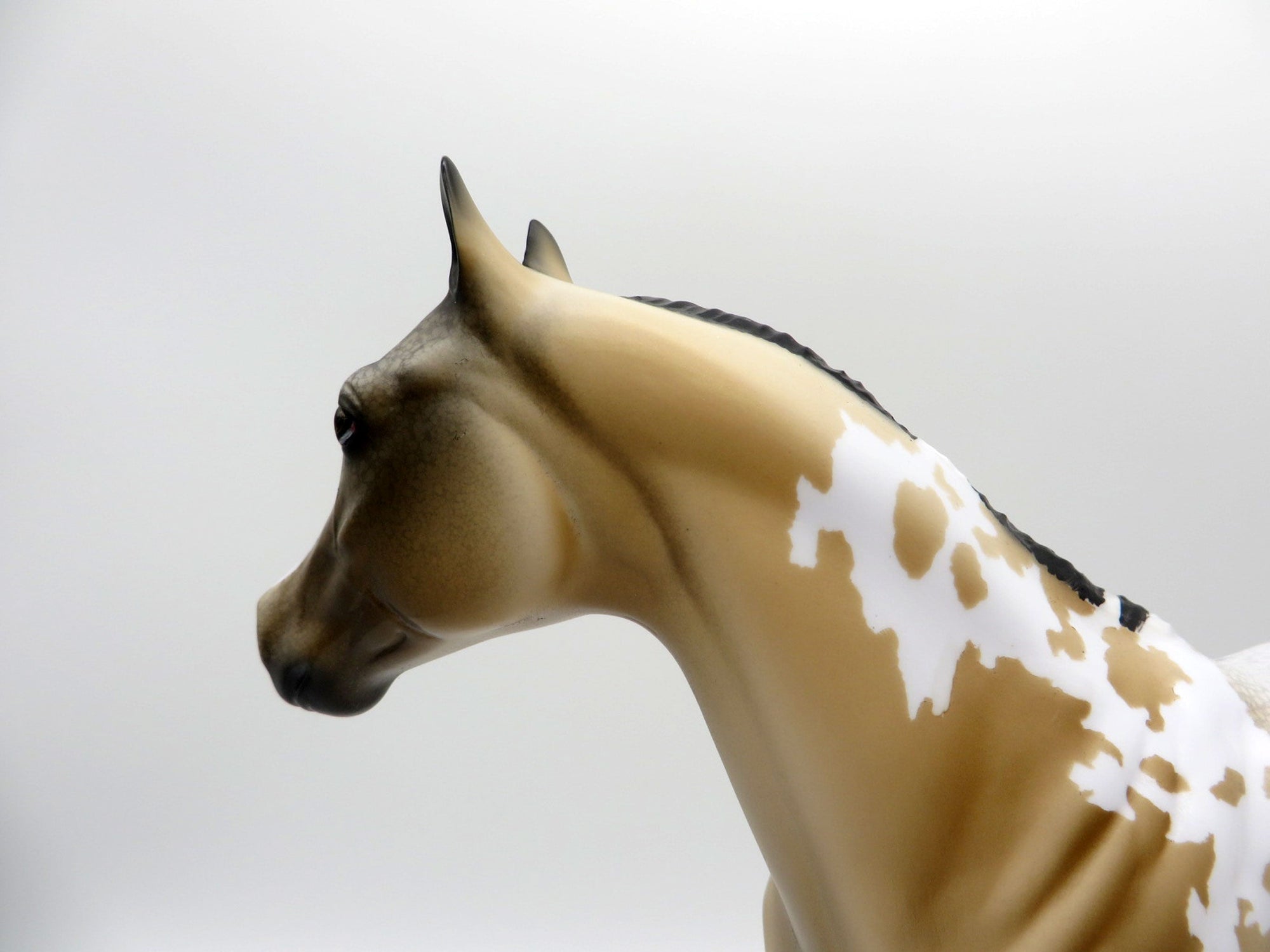 Cool Breeze-ISH Buckskin Appaloosa ISH SHCF 2021