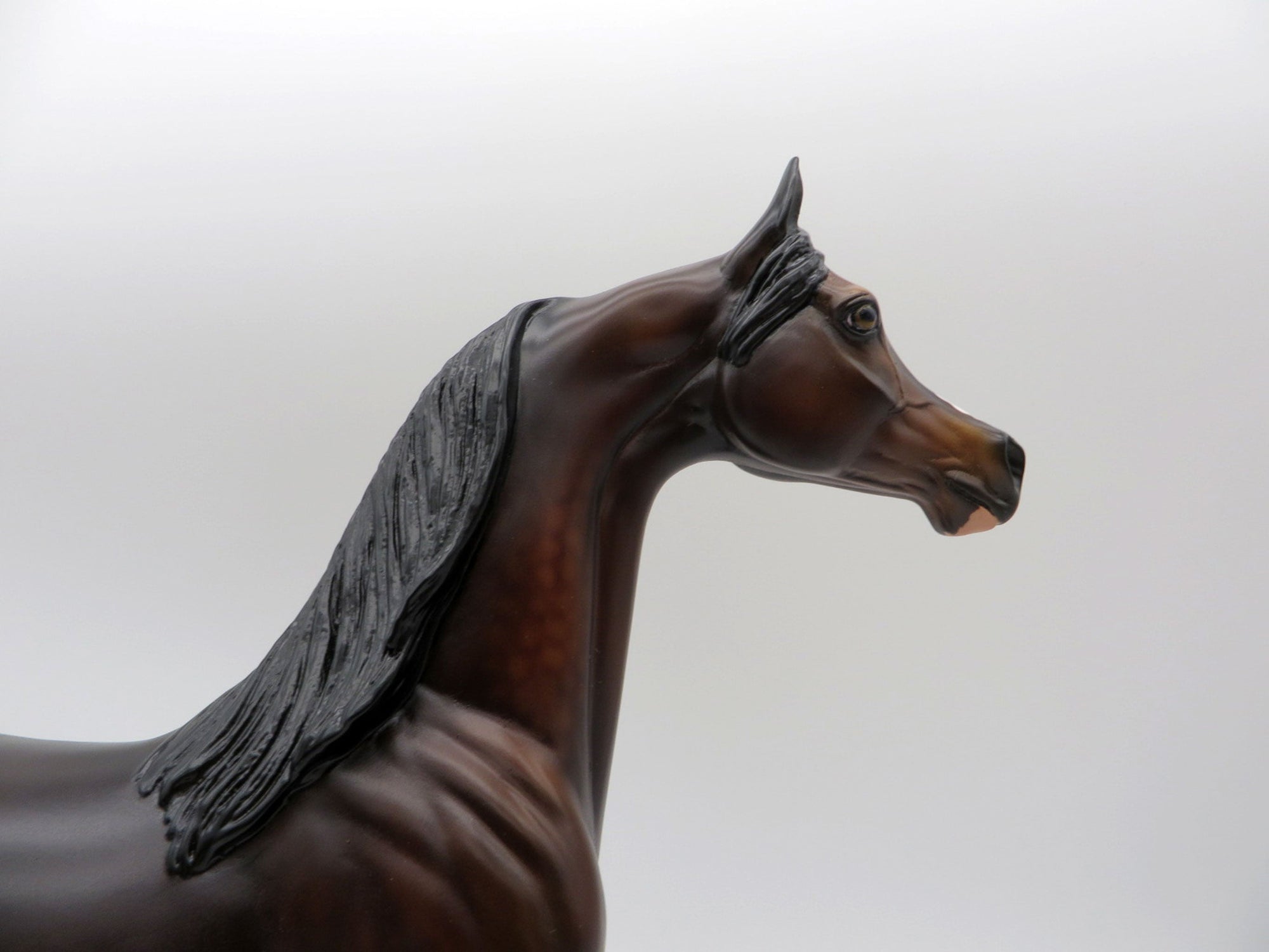 Cosentino-OOAK Dapple Bay Arabian Painted By Audrey Dixon 5/21/21