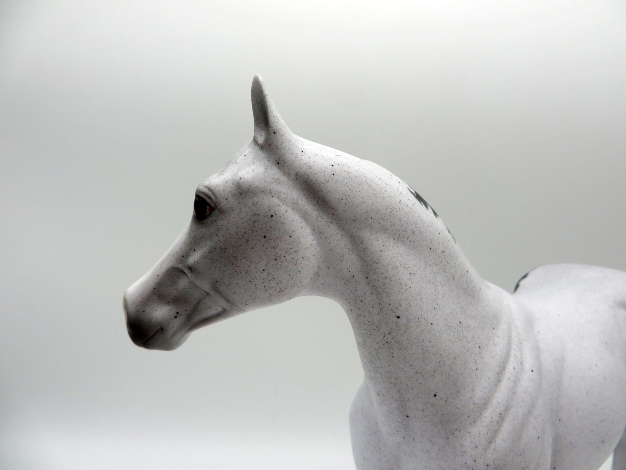 Dahlia-OOAK Pinto ISH SHCF 2021