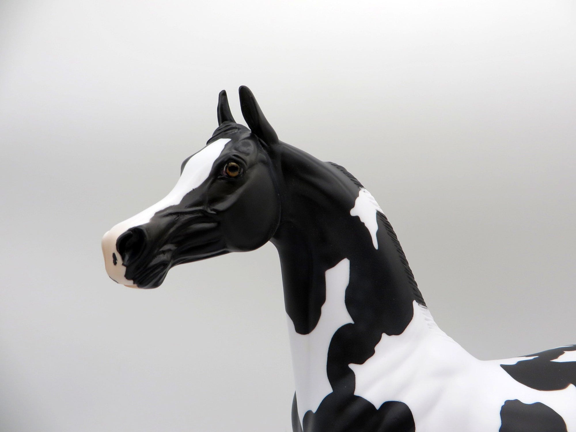 Dark Knight-OOAK Black Pinto Arabian 5/14/21