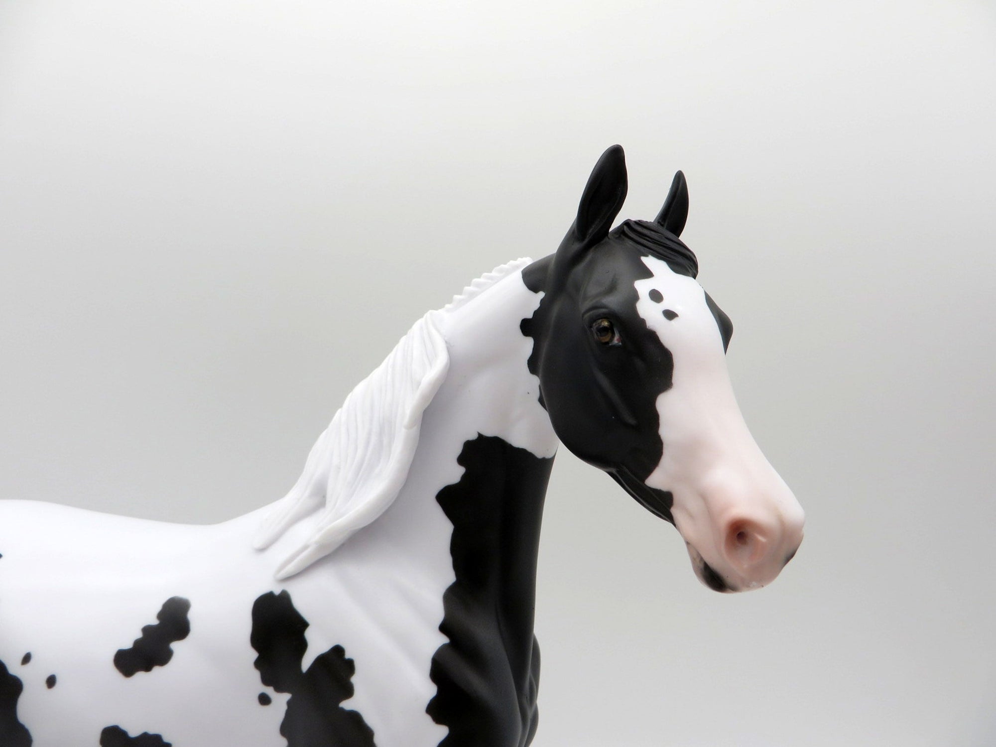 Delphinus-LE-3 Black and White Pinto Arabian Mare SHCF 2021