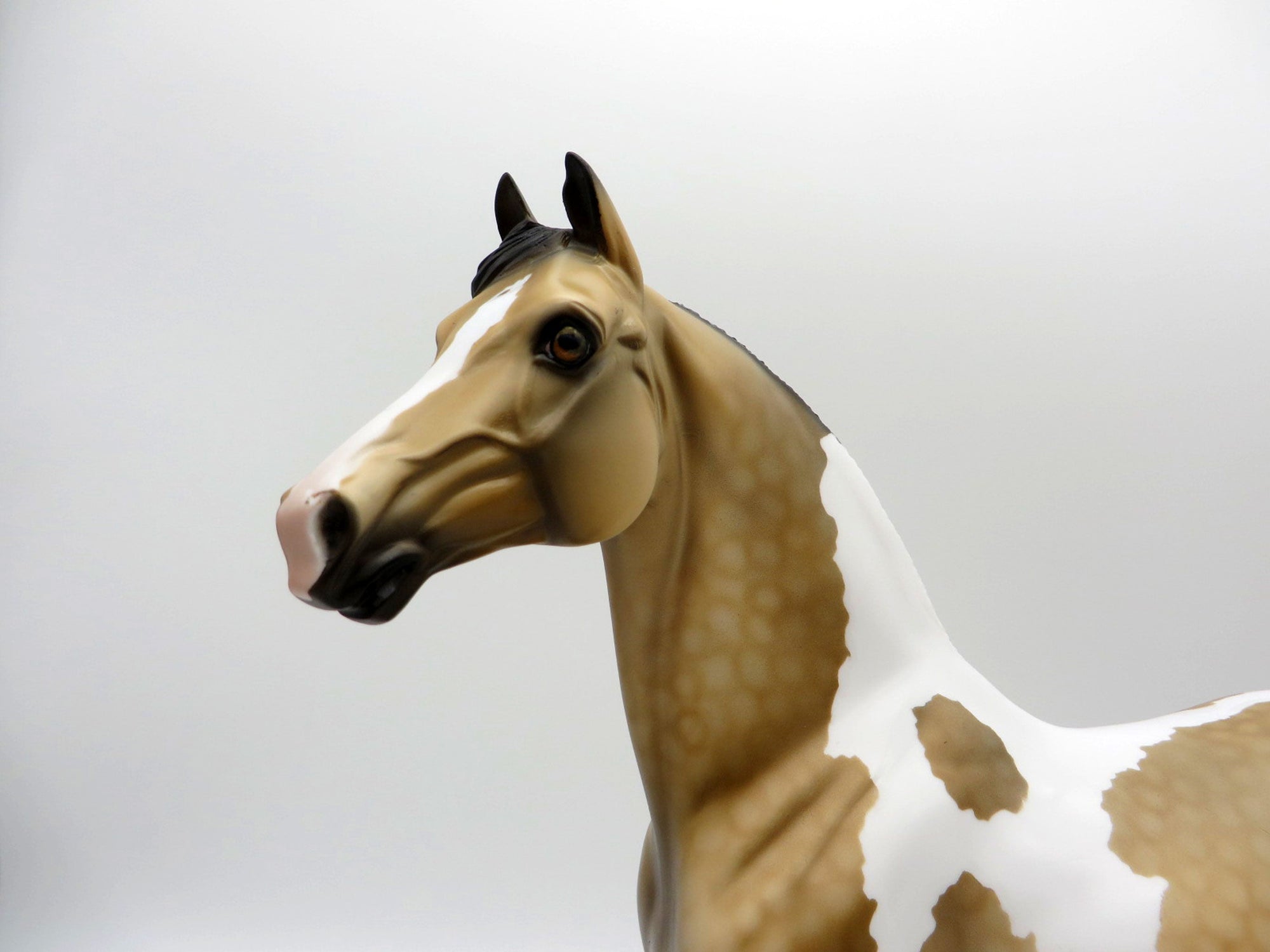 Desert Sky-OOAK Buckskin Morgan Paint  SHCF 2021