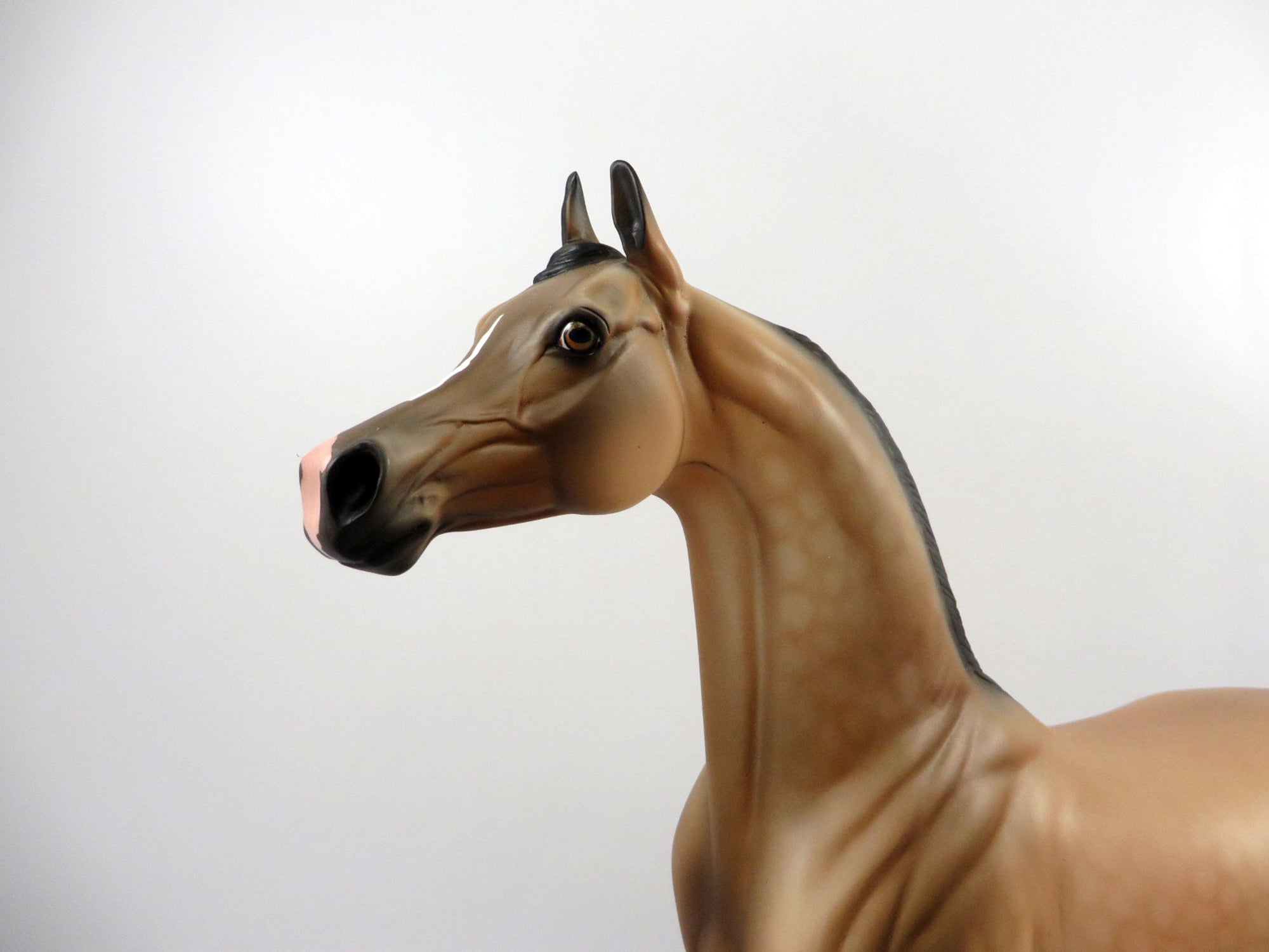 Destination-OOAK Buckskin Arabian Painted By Audrey Dixon 3/12/21