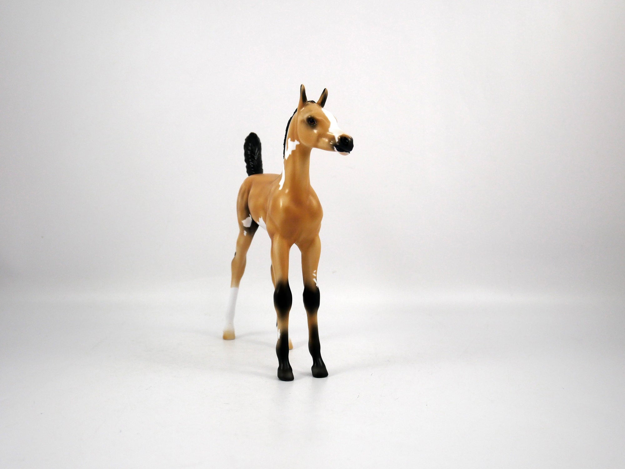 Dolly-OOAK Arabian Foal Buckskin Paint by Ellen 1/29/21