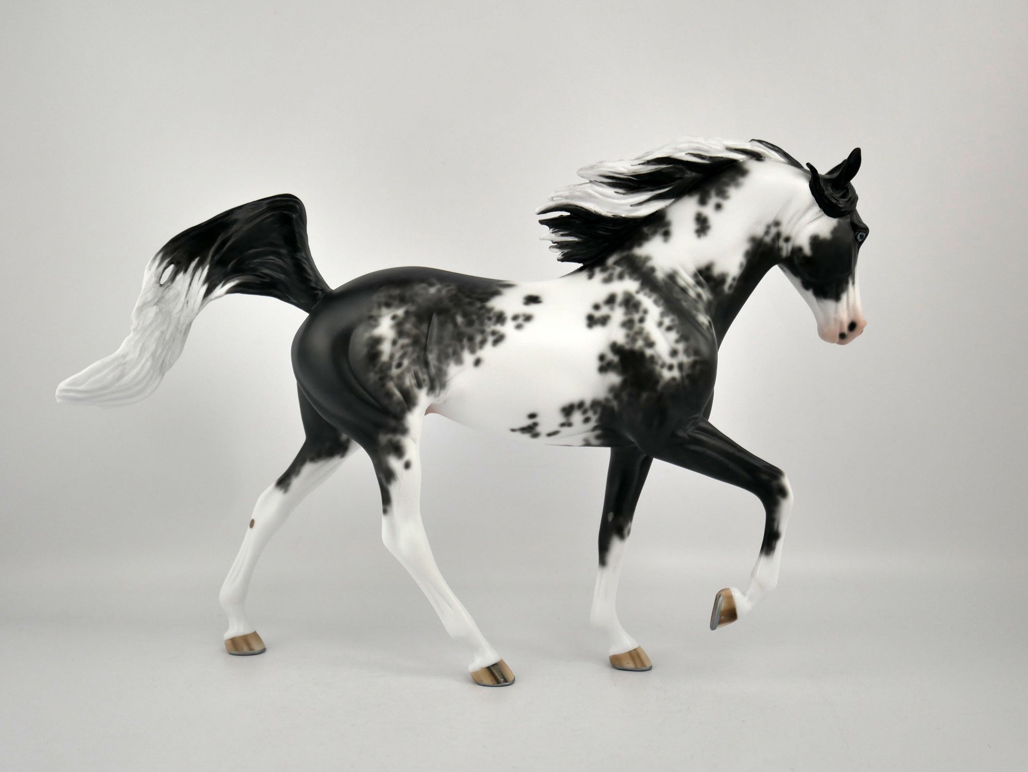 DOMINIC-OOAK BLACK SABINO TWH BY SHERYL LEISURE 11/24/20