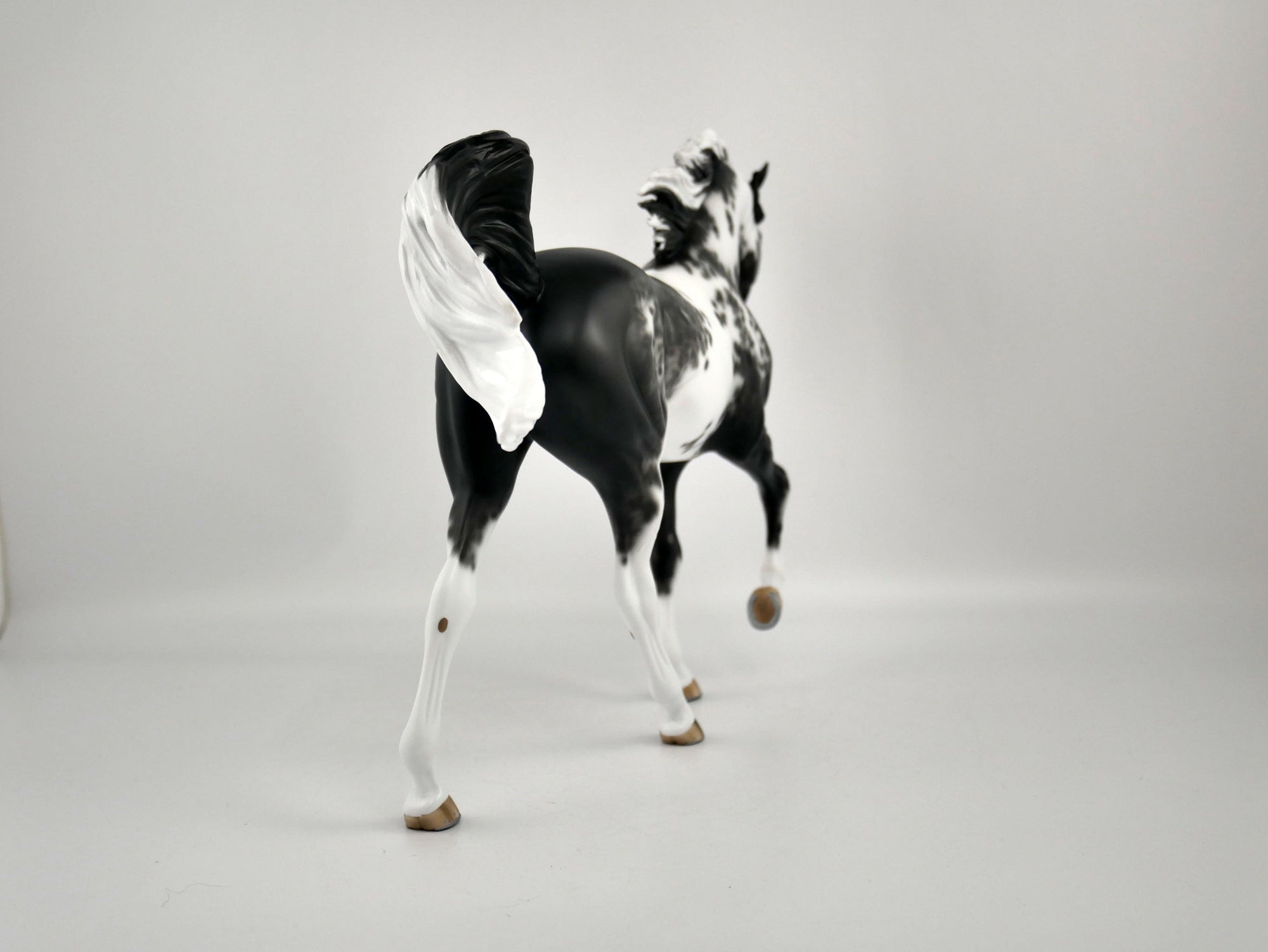 DOMINIC-OOAK BLACK SABINO TWH BY SHERYL LEISURE 11/24/20