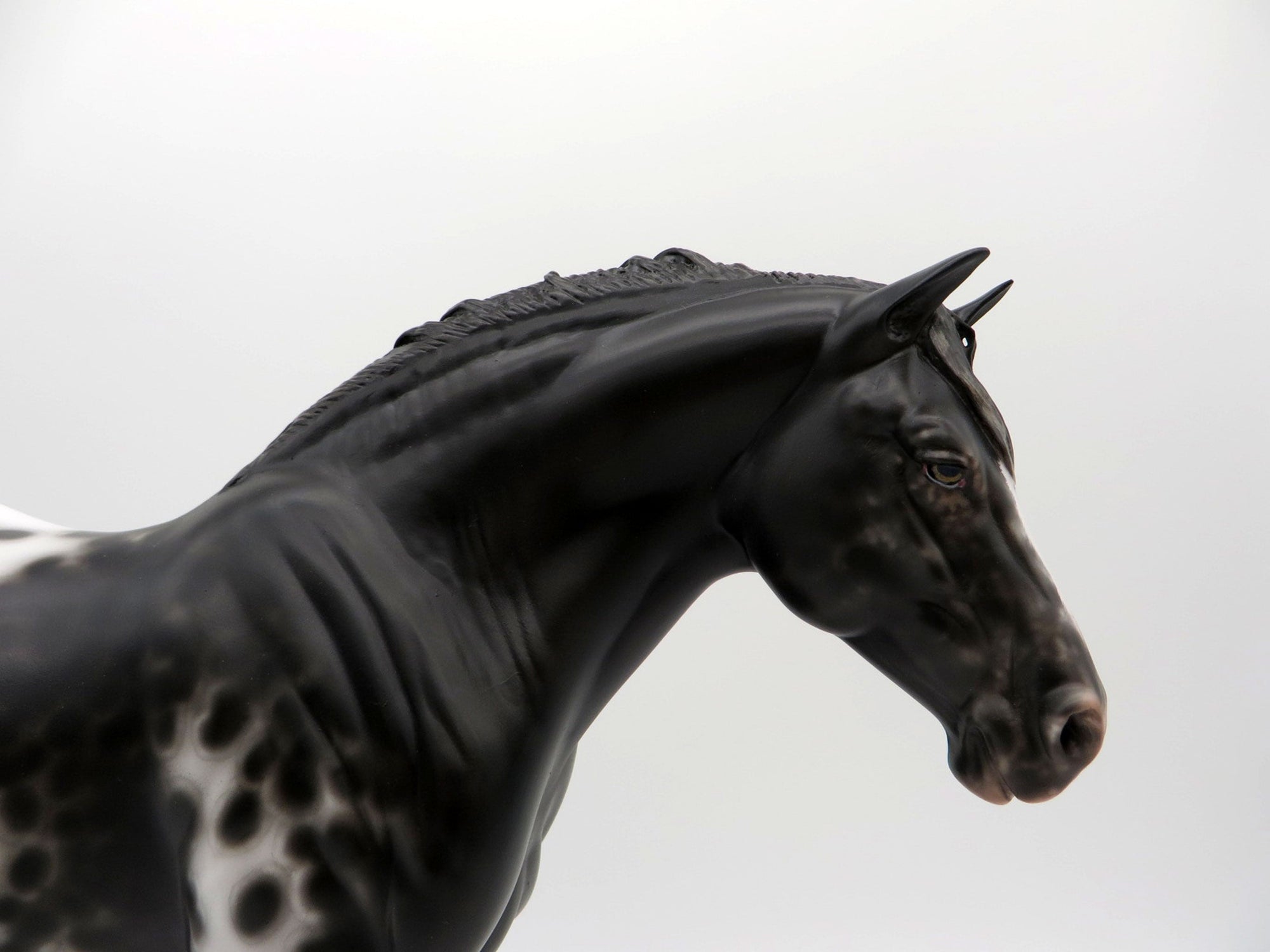 Dominque-OOAK Black Appaloosa Heavy Draft Mare 3/29/21