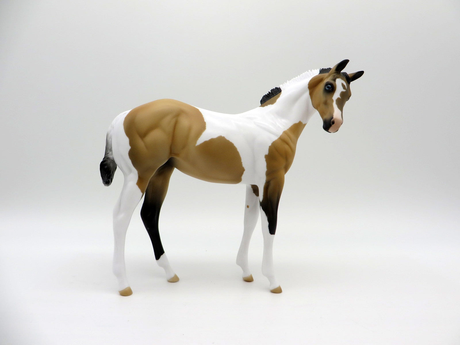 Drizzle-OOAK Buckskin Paint Weanling   SHCF 2021