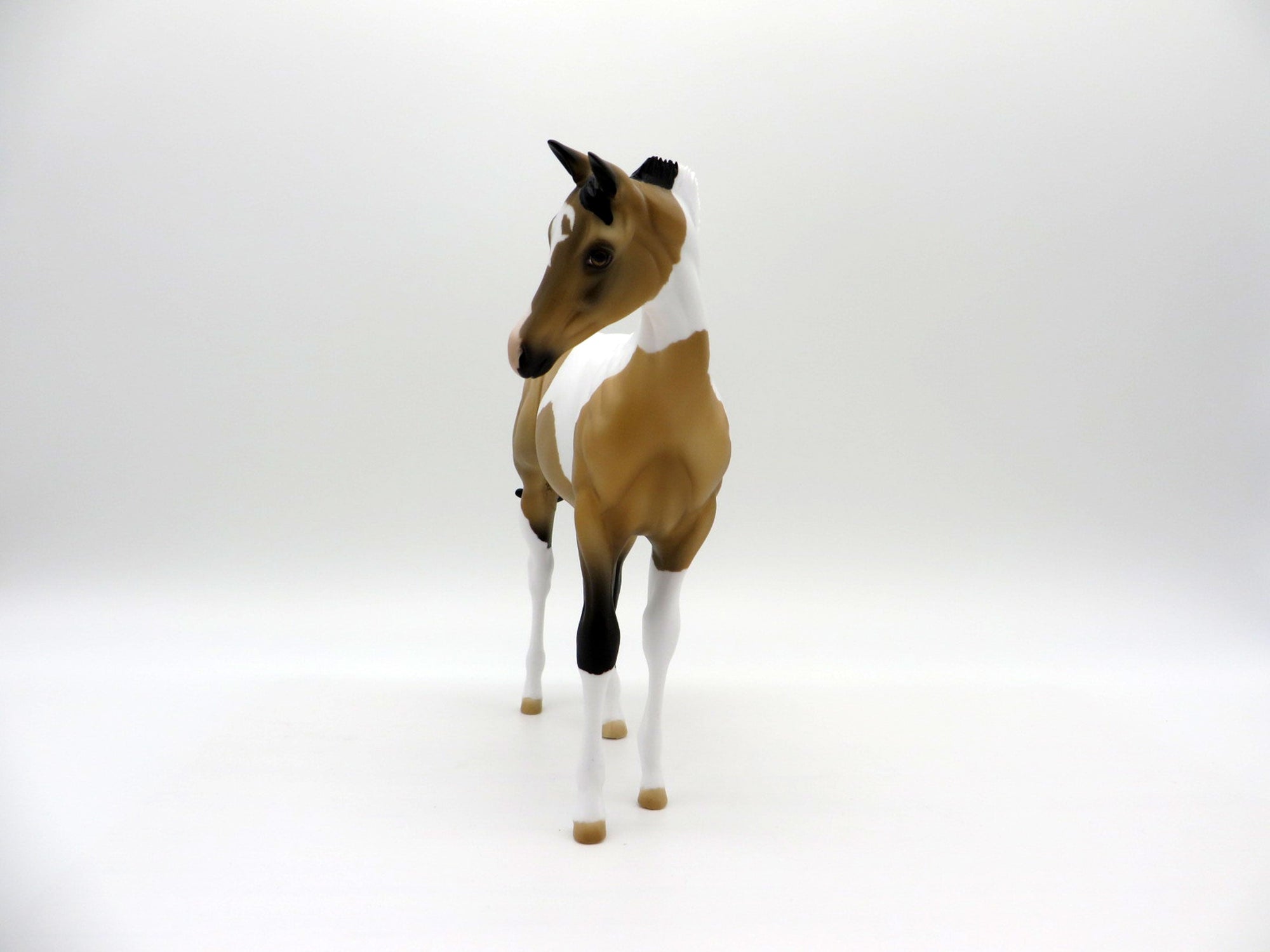 Drizzle-OOAK Buckskin Paint Weanling   SHCF 2021