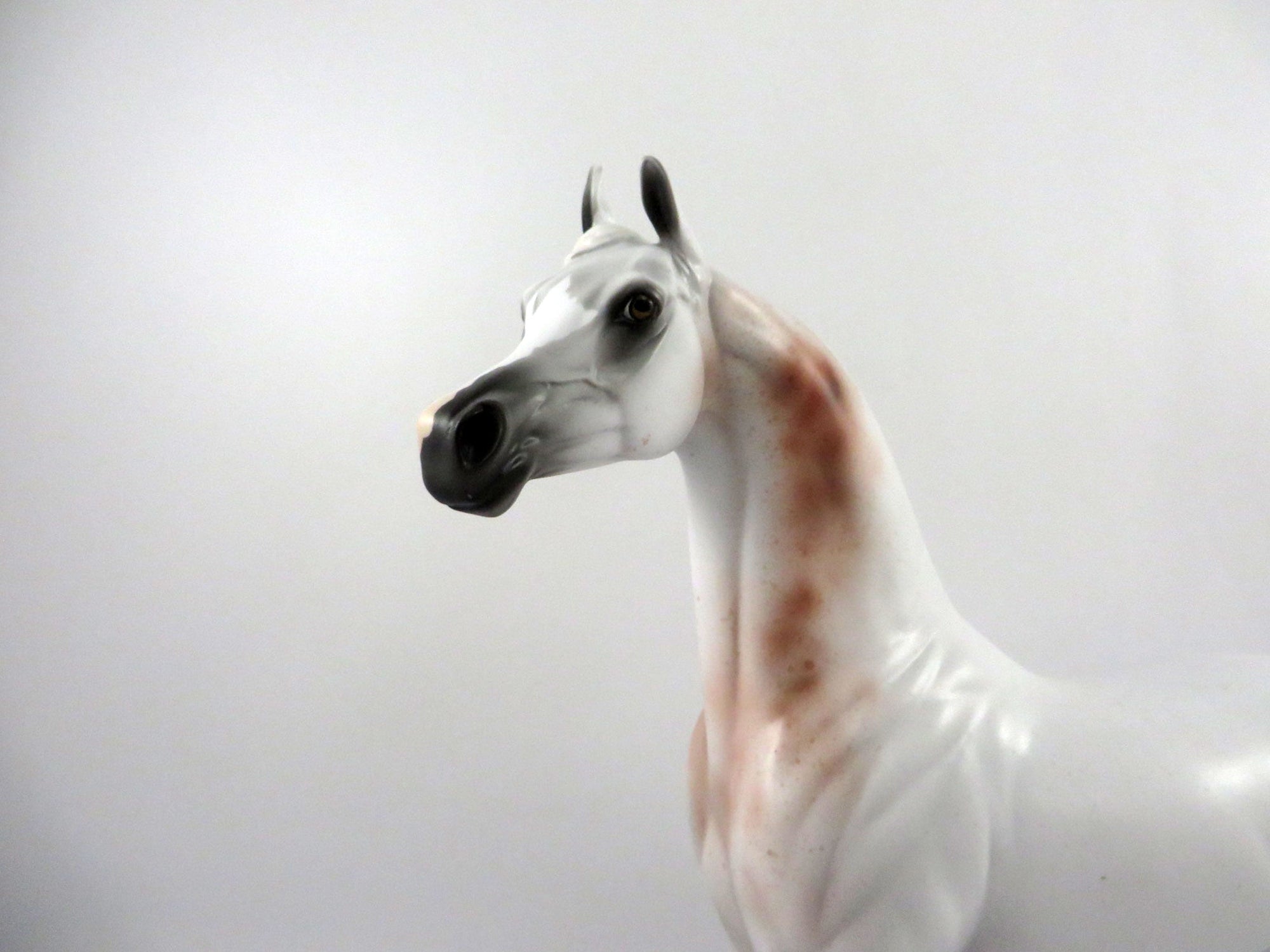 Druid-OOAK Bloody Shoulder Arabian 2/26/21