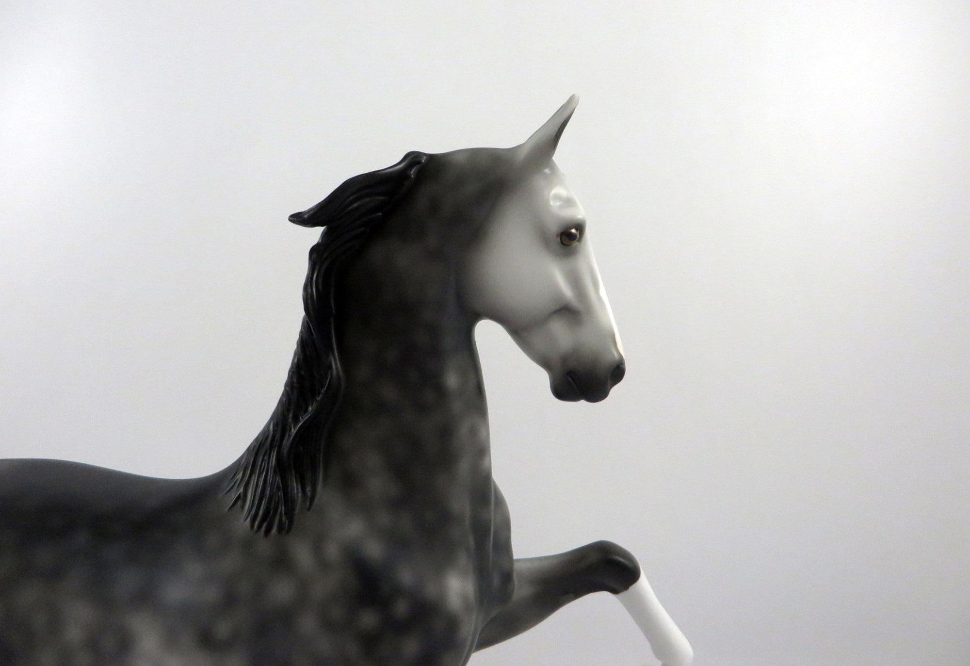 Dulaman-OOAK Dapple Grey Saddlebred 2/24/21