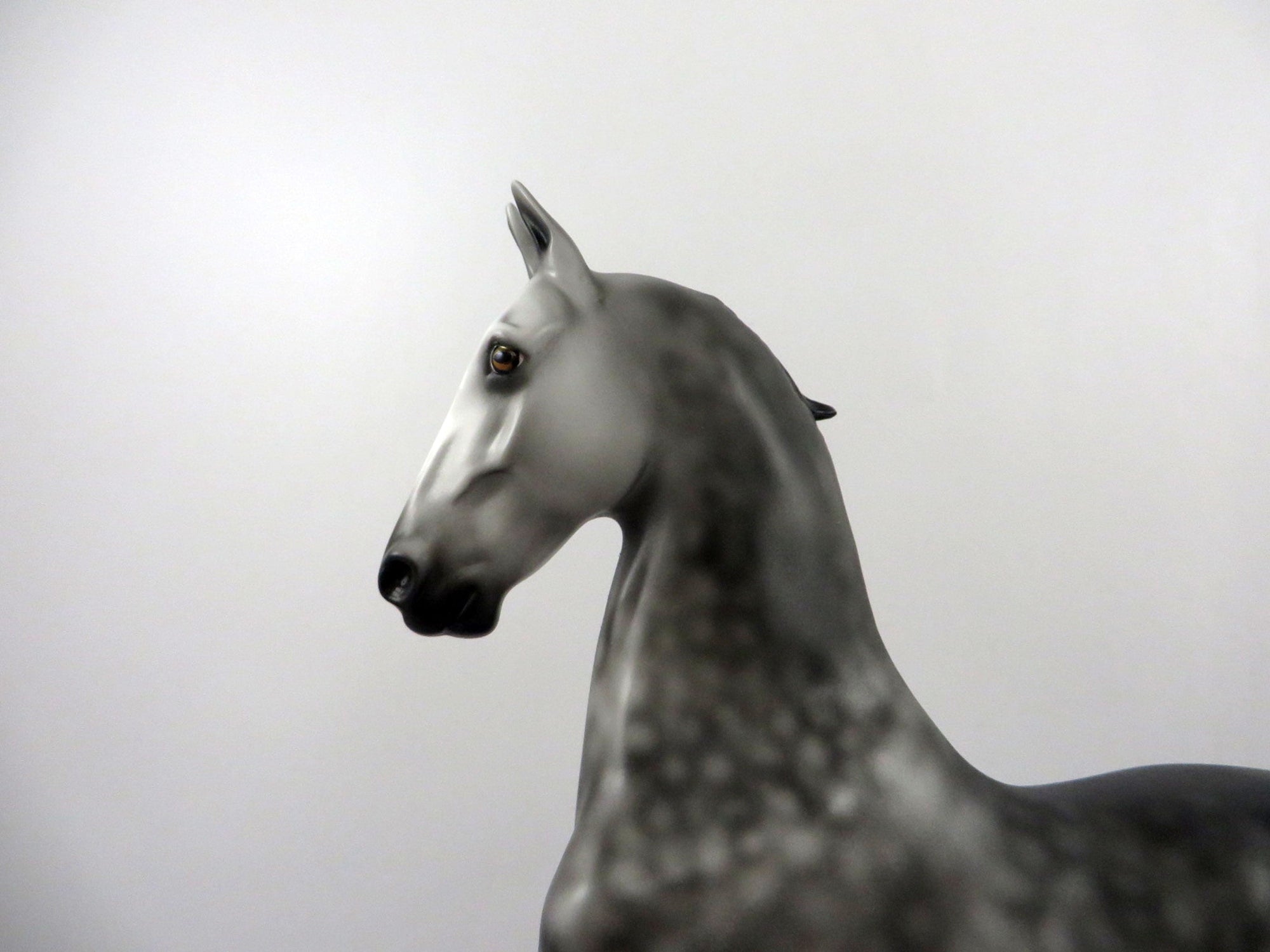 Dulaman-OOAK Dapple Grey Saddlebred 2/24/21