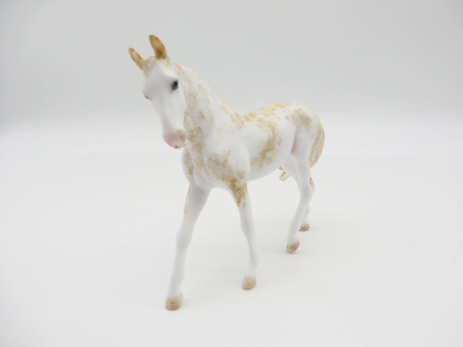 EVERGLADE - OOAK Sabino Palomino Warmblood Chip LHS 22