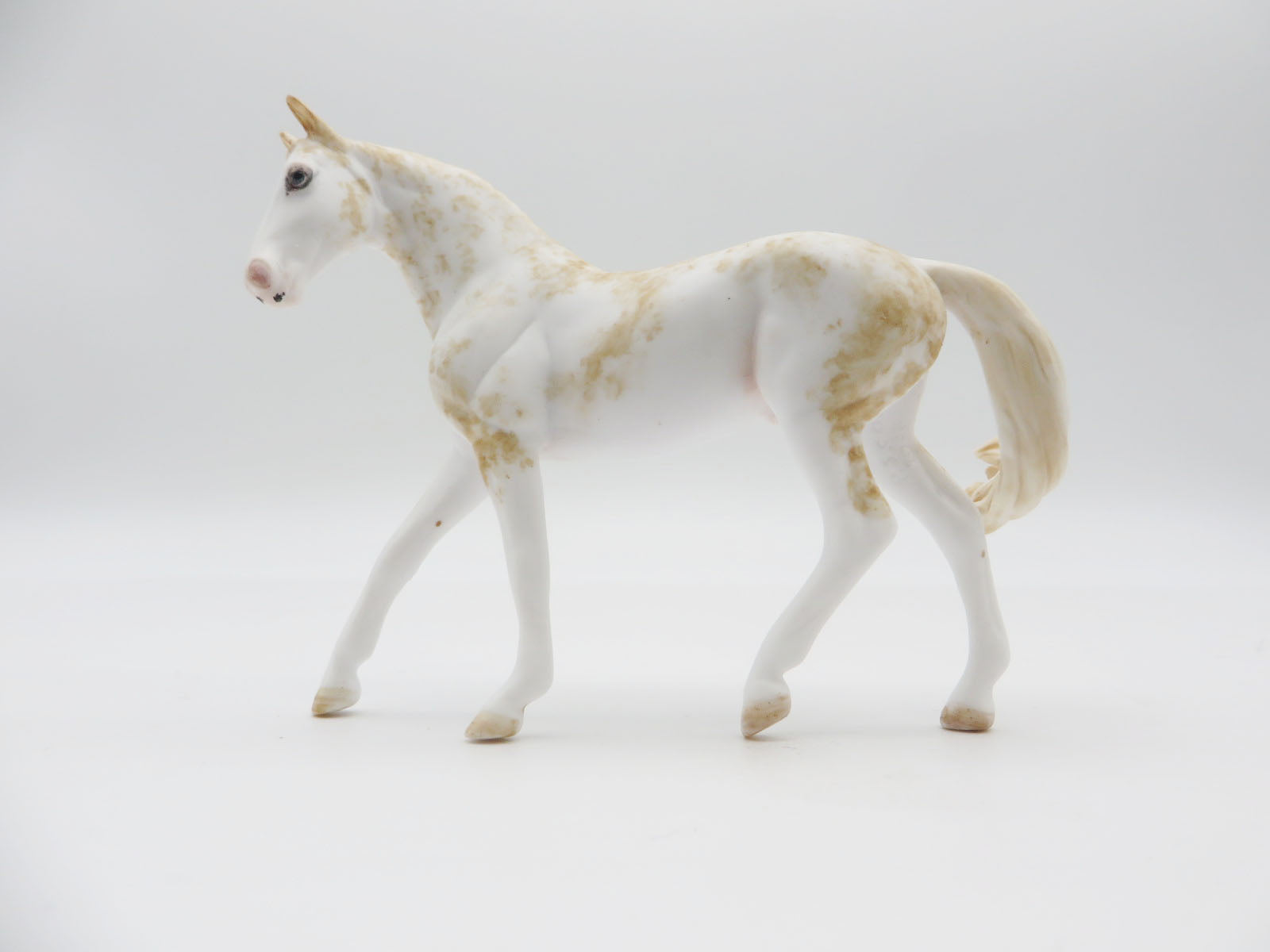 EVERGLADE - OOAK Sabino Palomino Warmblood Chip LHS 22