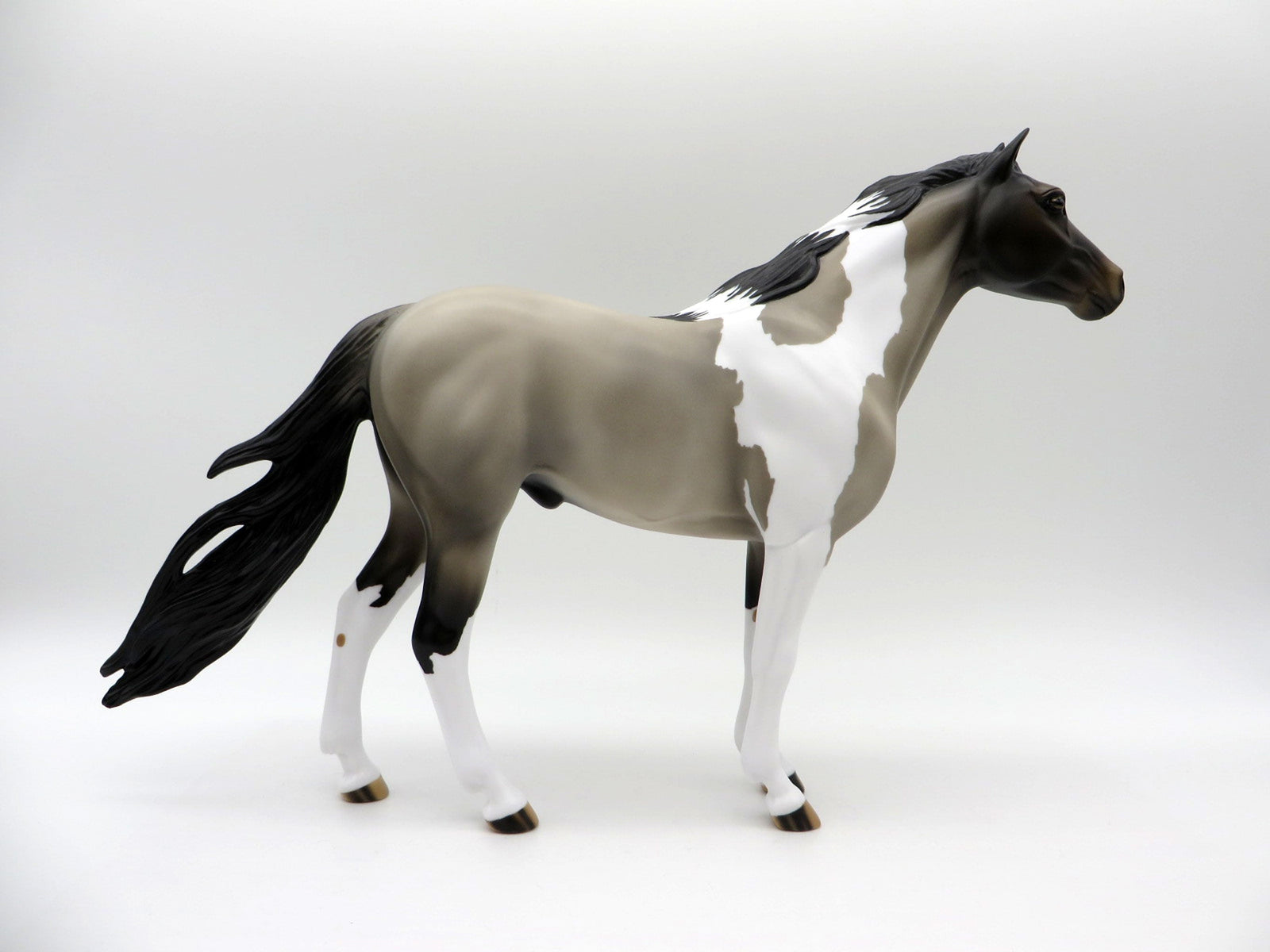 El Nino-OOAK Grulla Pinto Spanish Mustang SHCF 2021