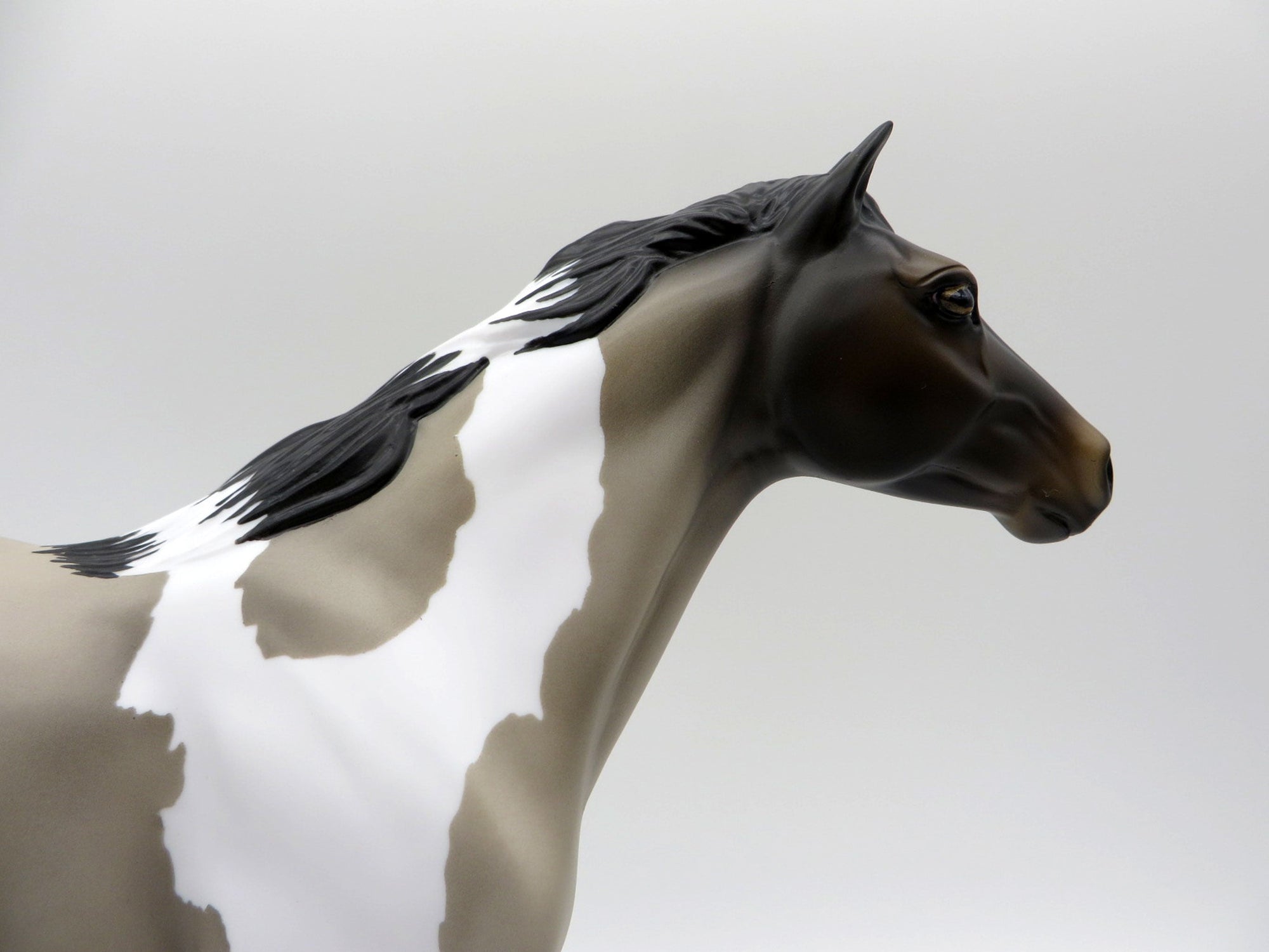 El Nino-OOAK Grulla Pinto Spanish Mustang SHCF 2021