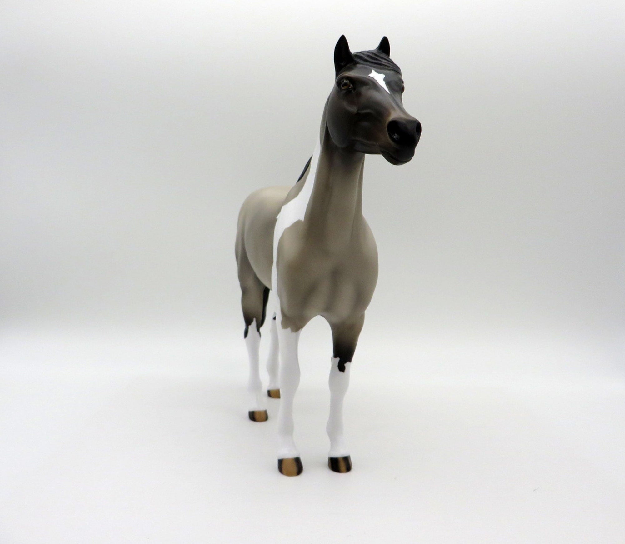 El Nino-OOAK Grulla Pinto Spanish Mustang SHCF 2021